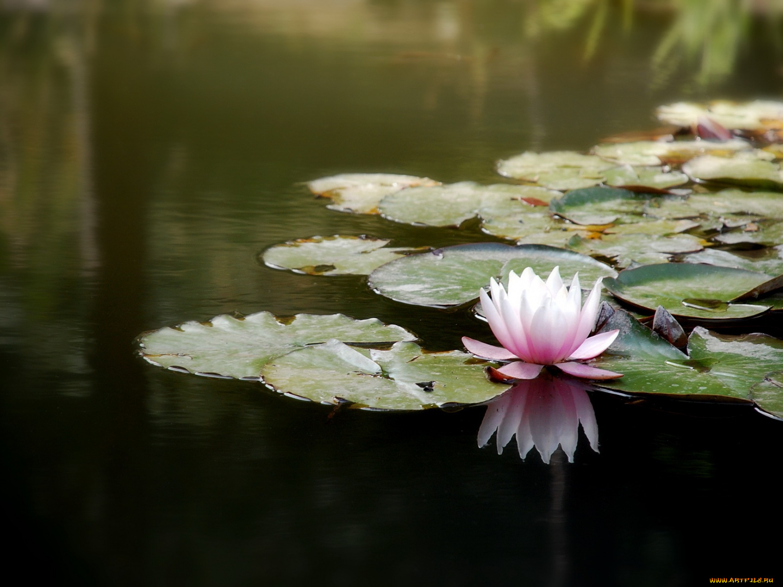 цветы, лилии, водяные, нимфеи, кувшинки