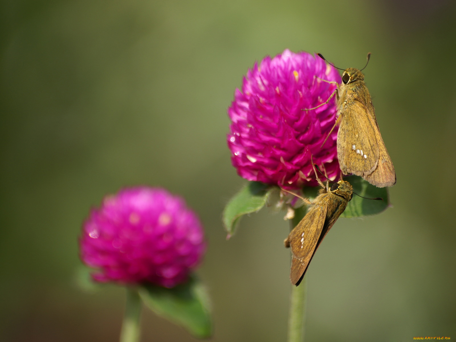 цветы, луговые, полевые