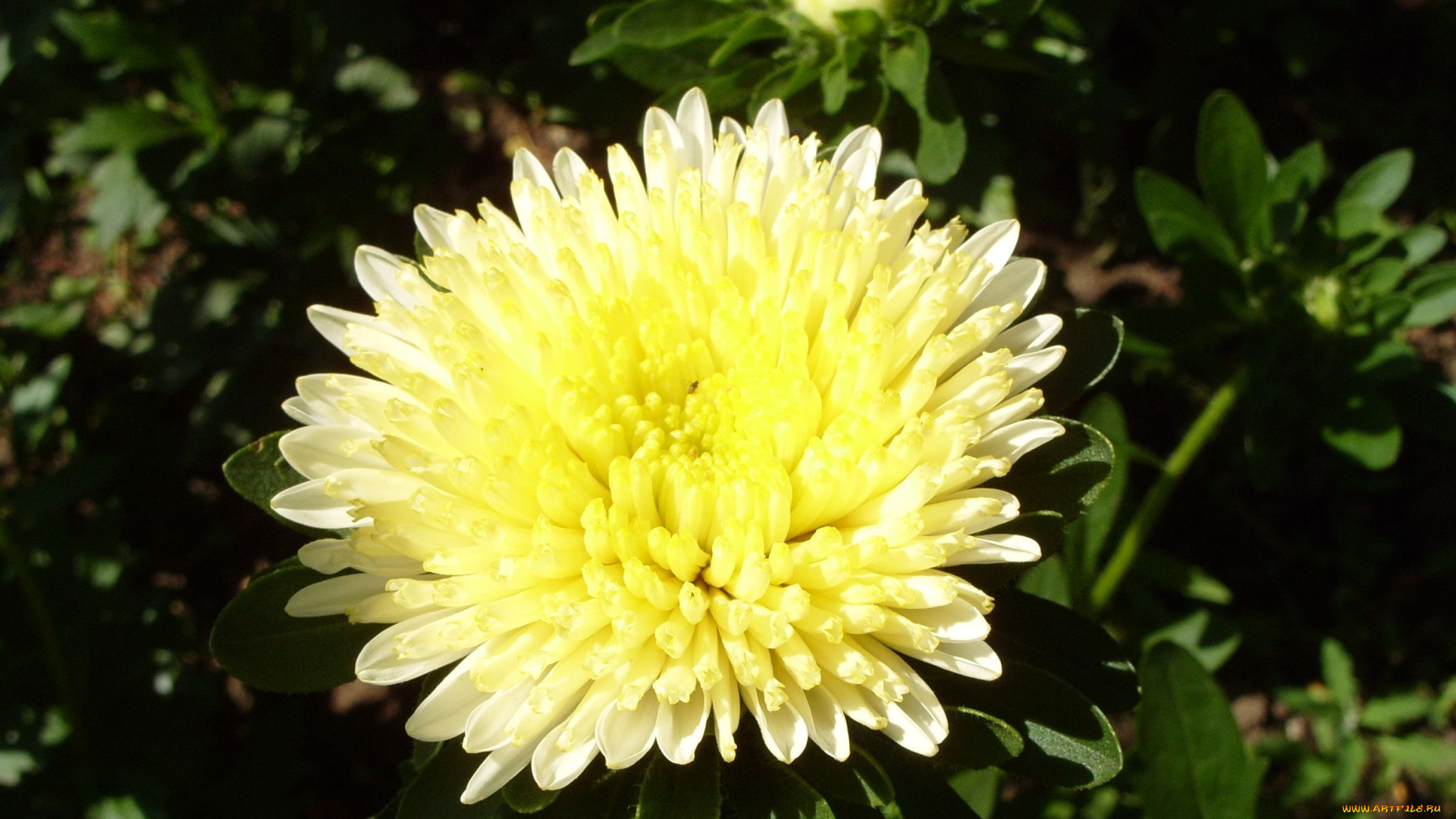 цветы, астры