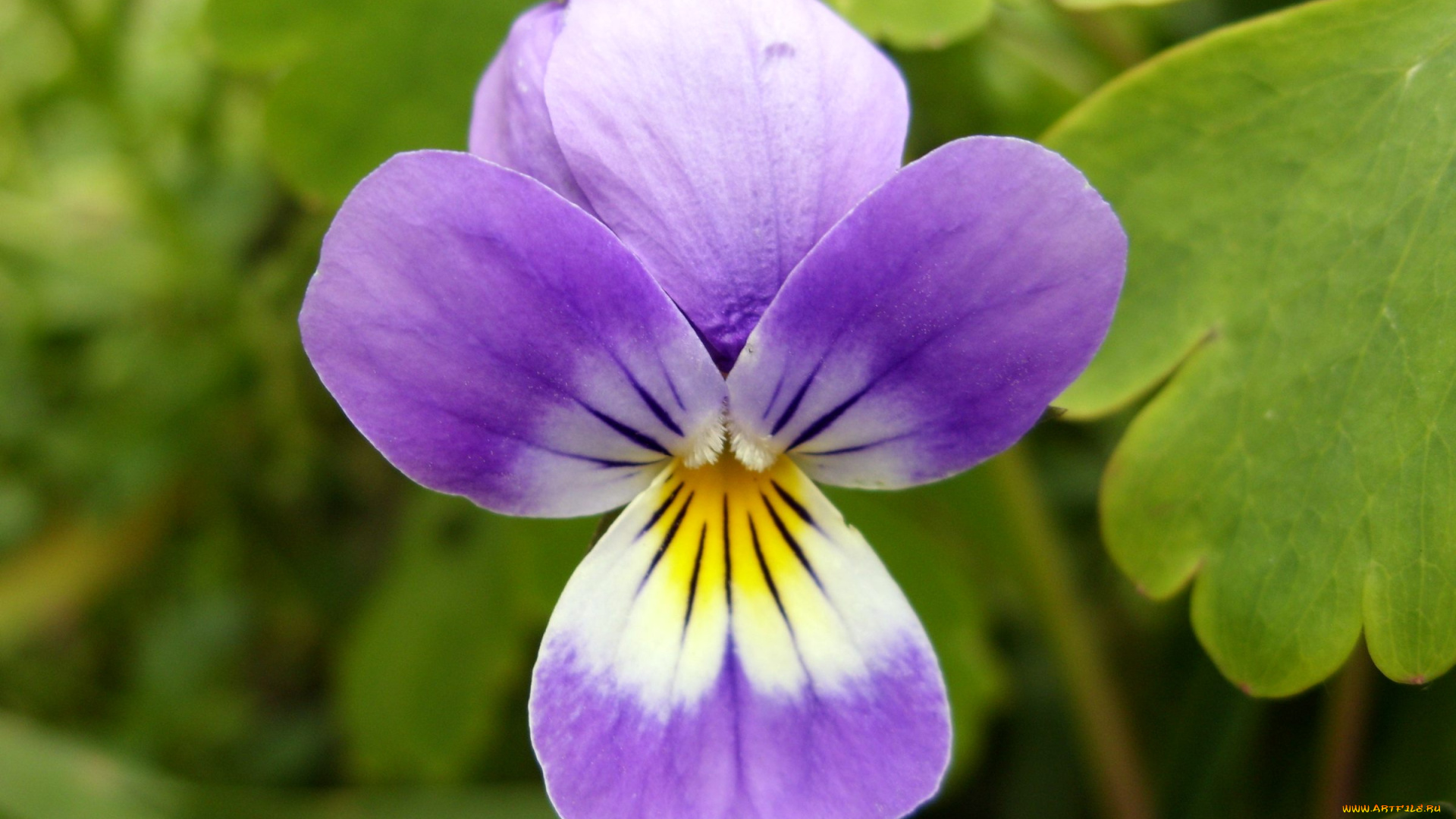 цветы, фиалки