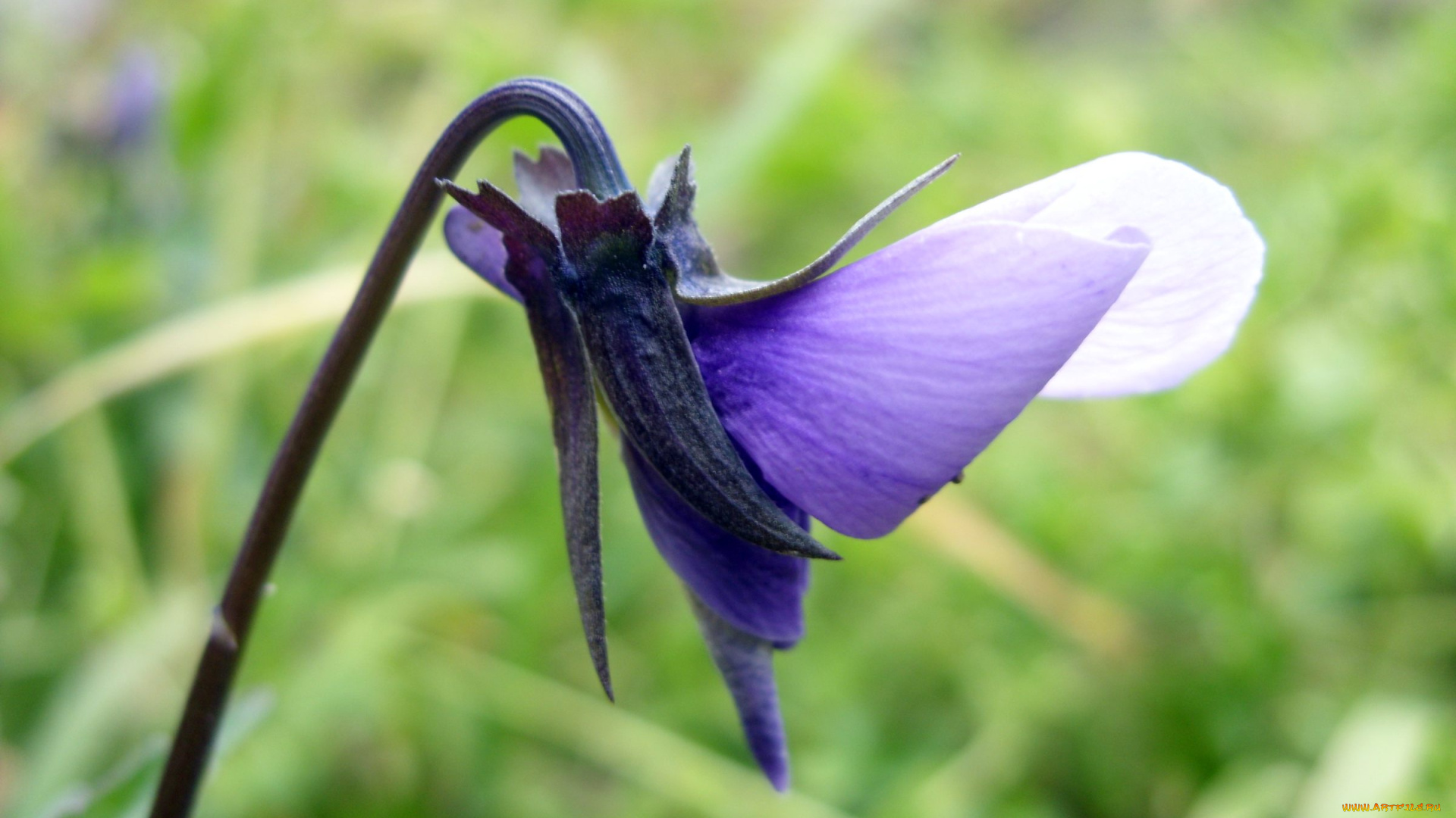 цветы, фиалки