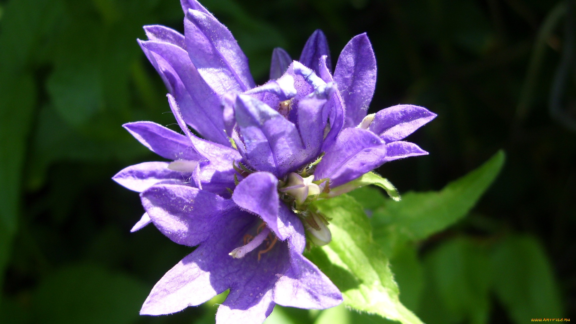 цветы, горечавки