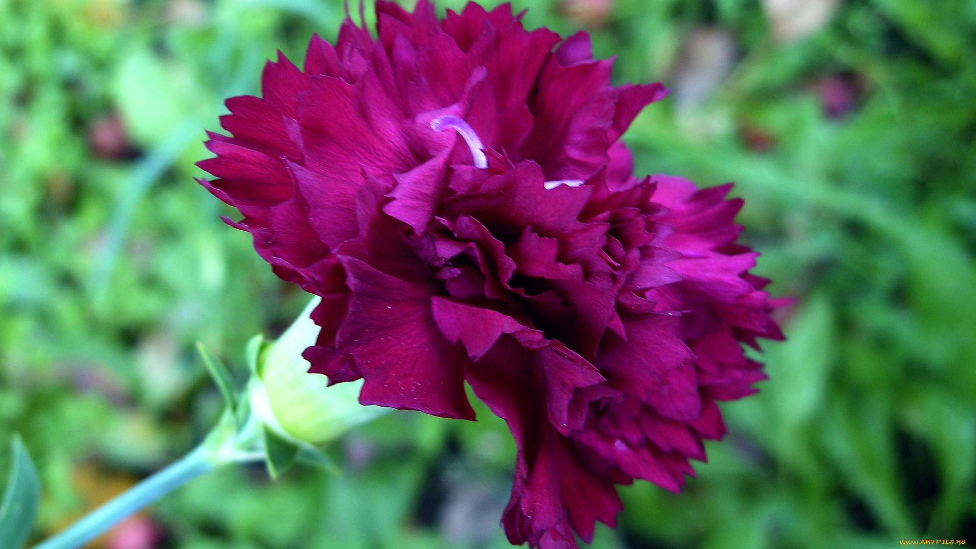 цветы, гвоздики