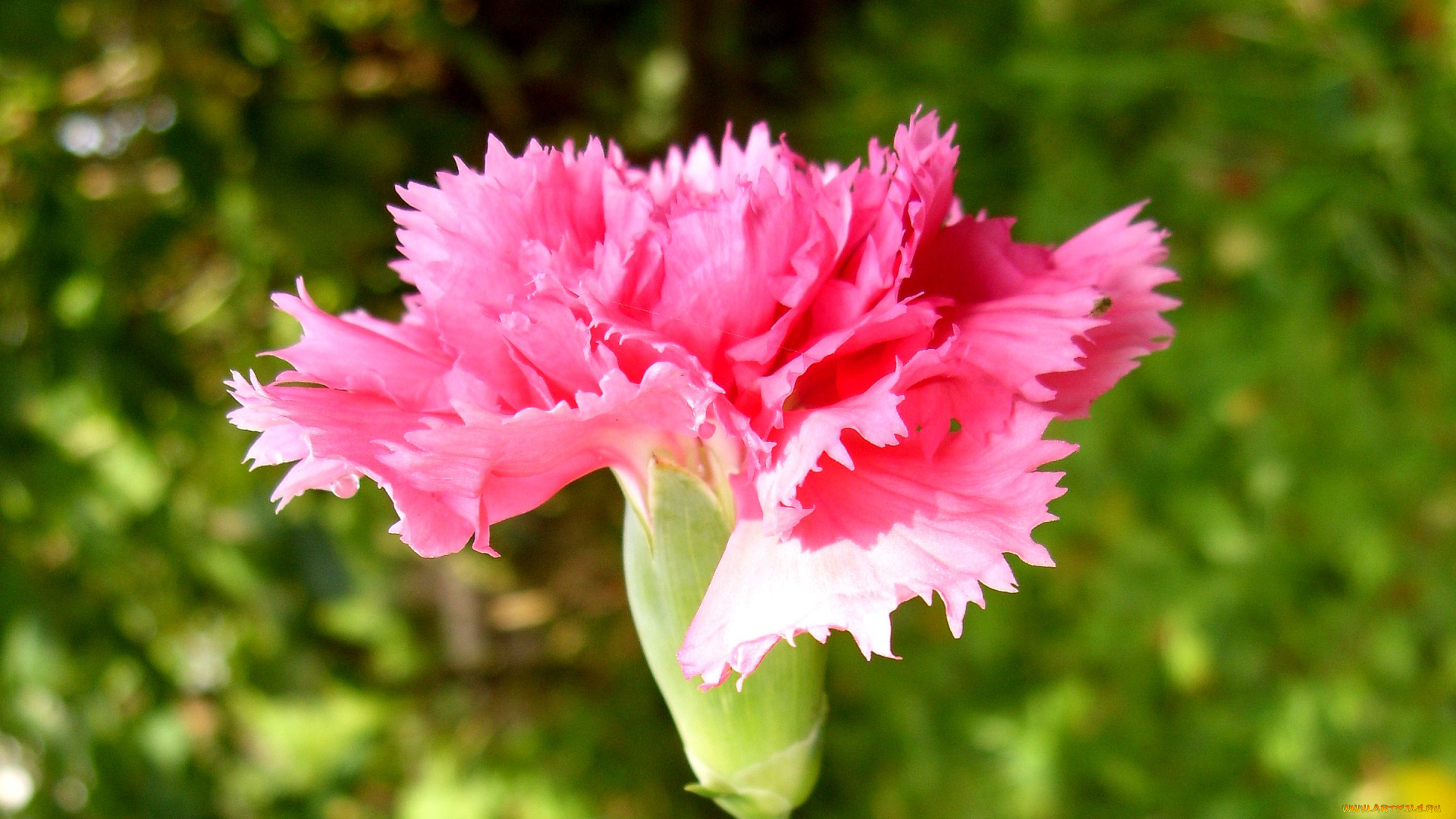 цветы, гвоздики