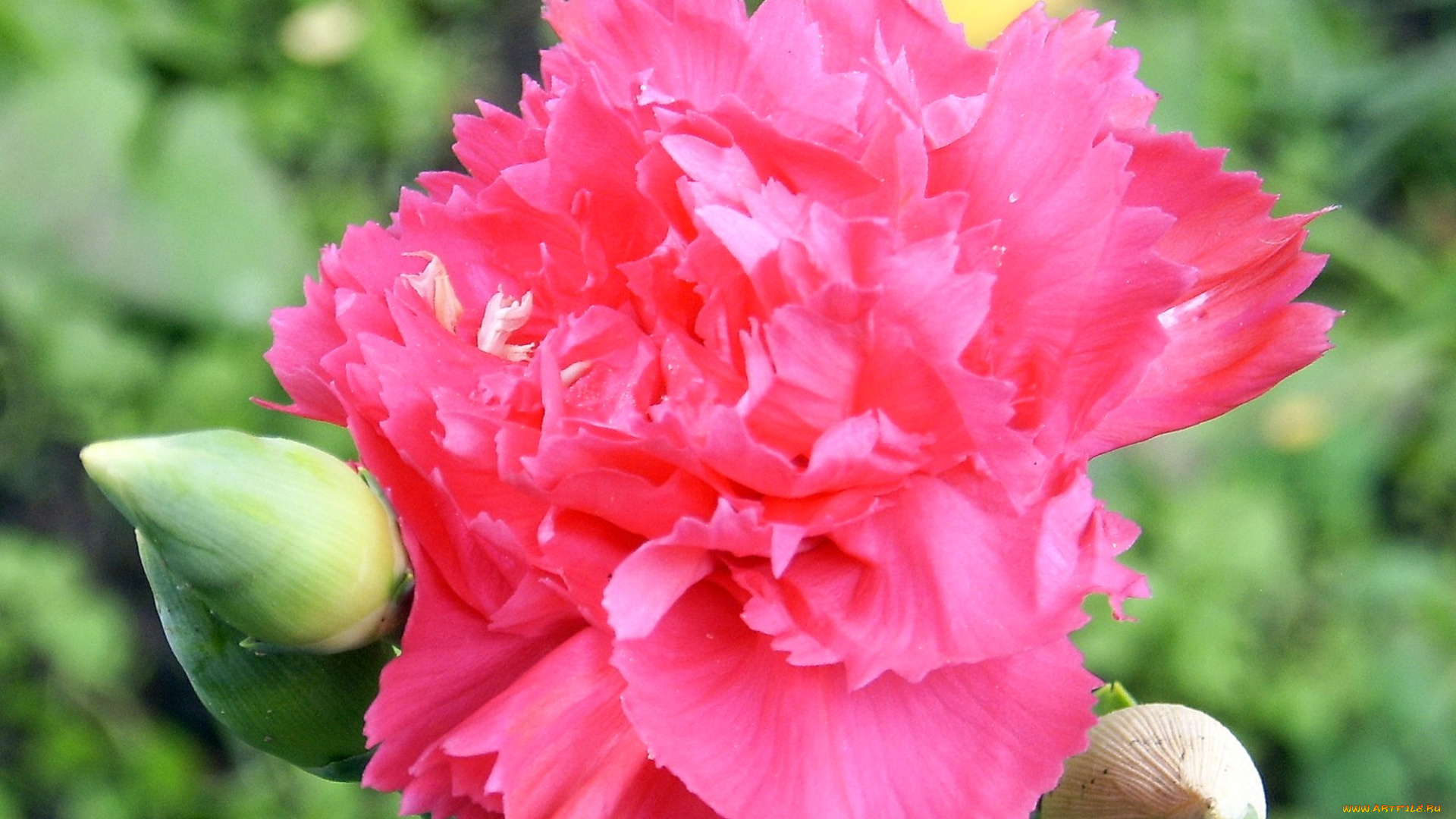 цветы, гвоздики