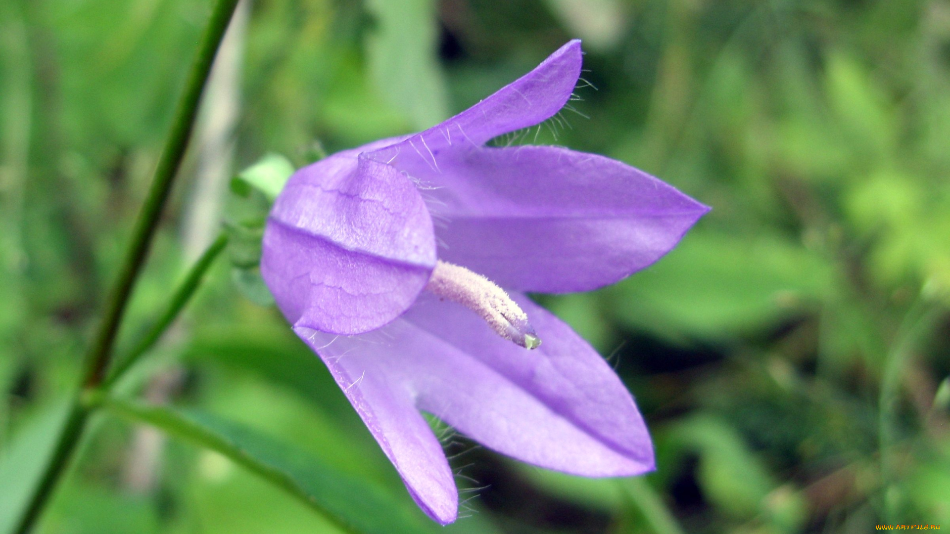 цветы, колокольчики