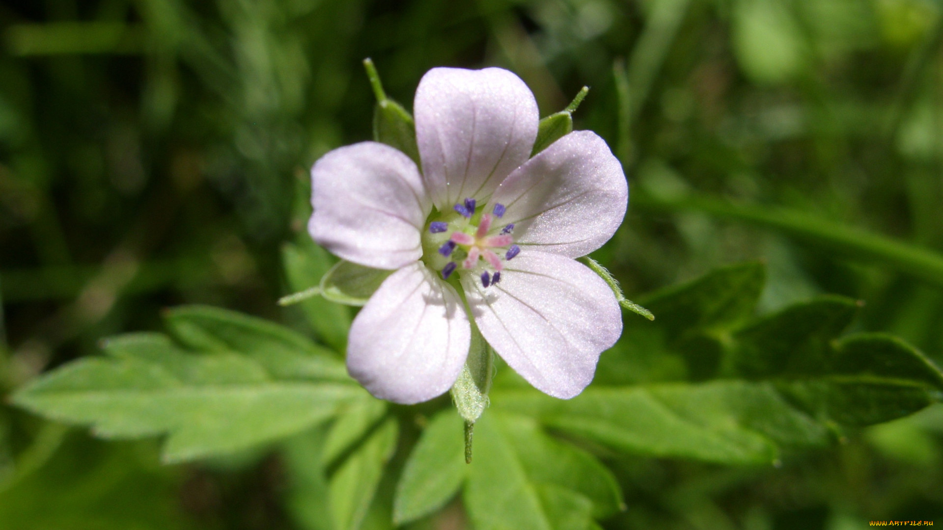 цветы, луговые, полевые
