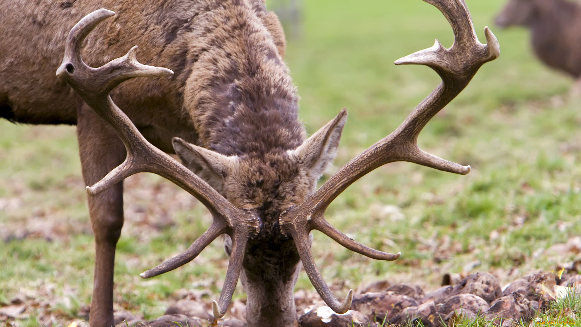 животные, олени