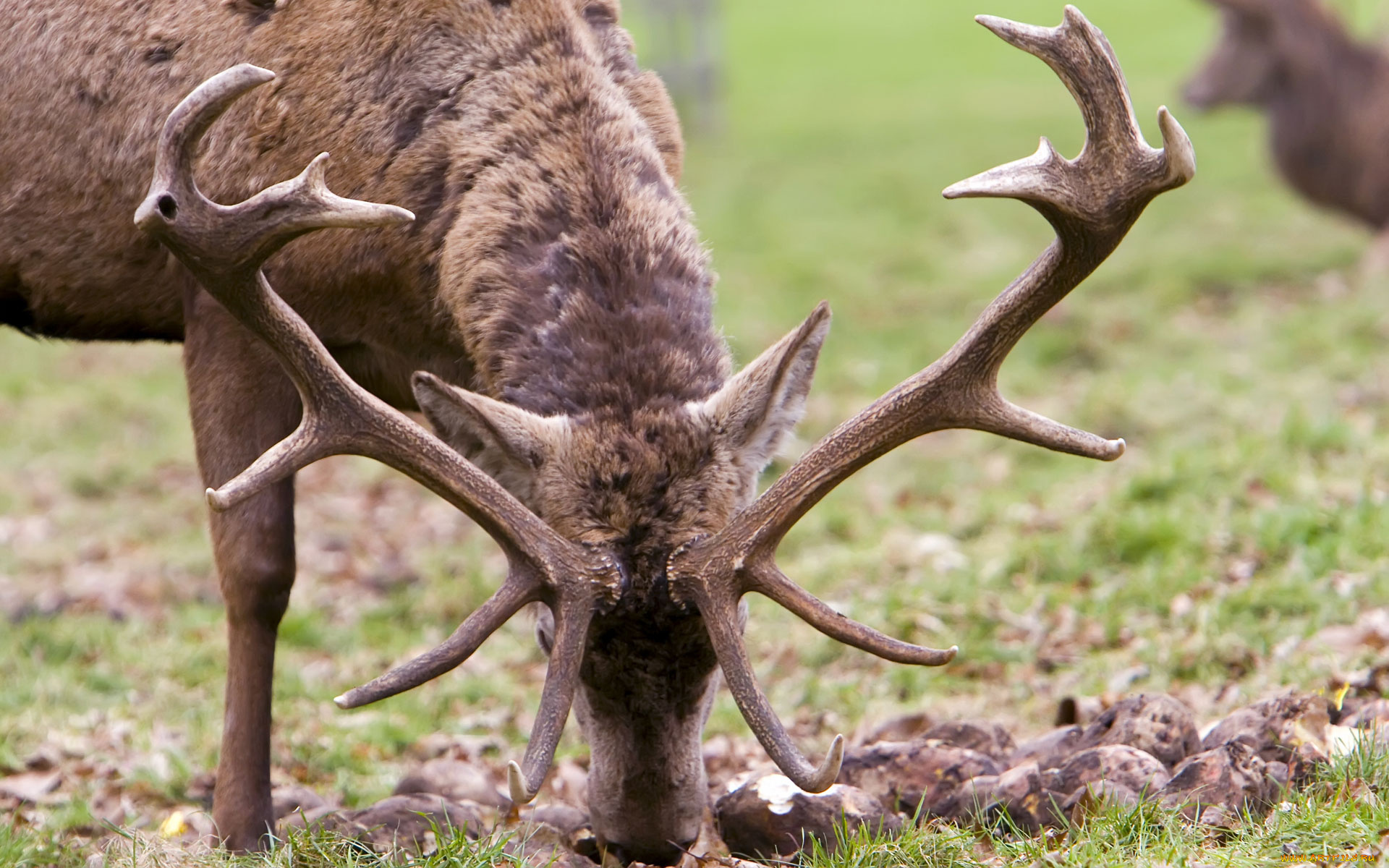 животные, олени