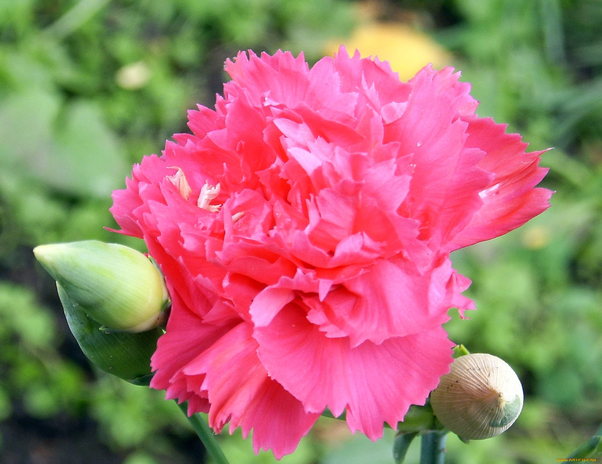 цветы, гвоздики