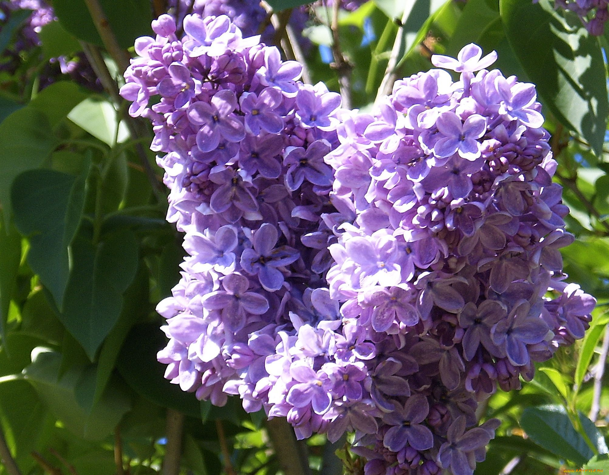 цветы, сирень