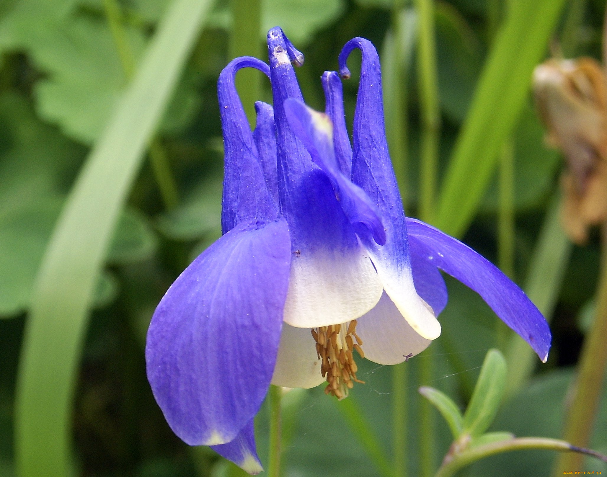 цветы, аквилегия, водосбор