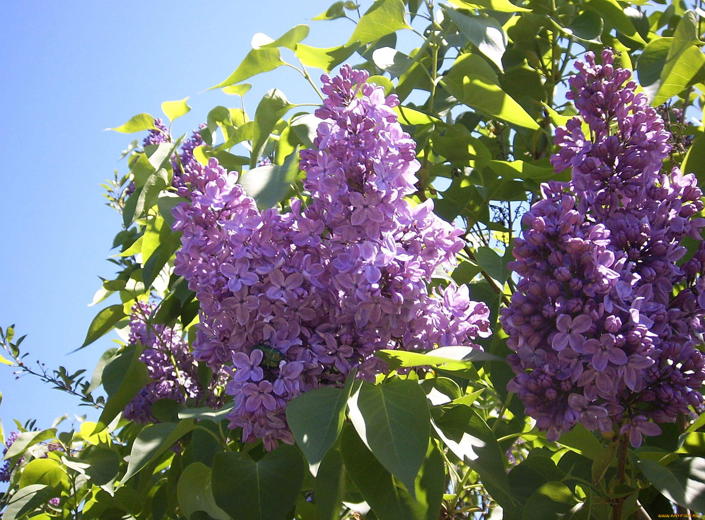 цветы, сирень