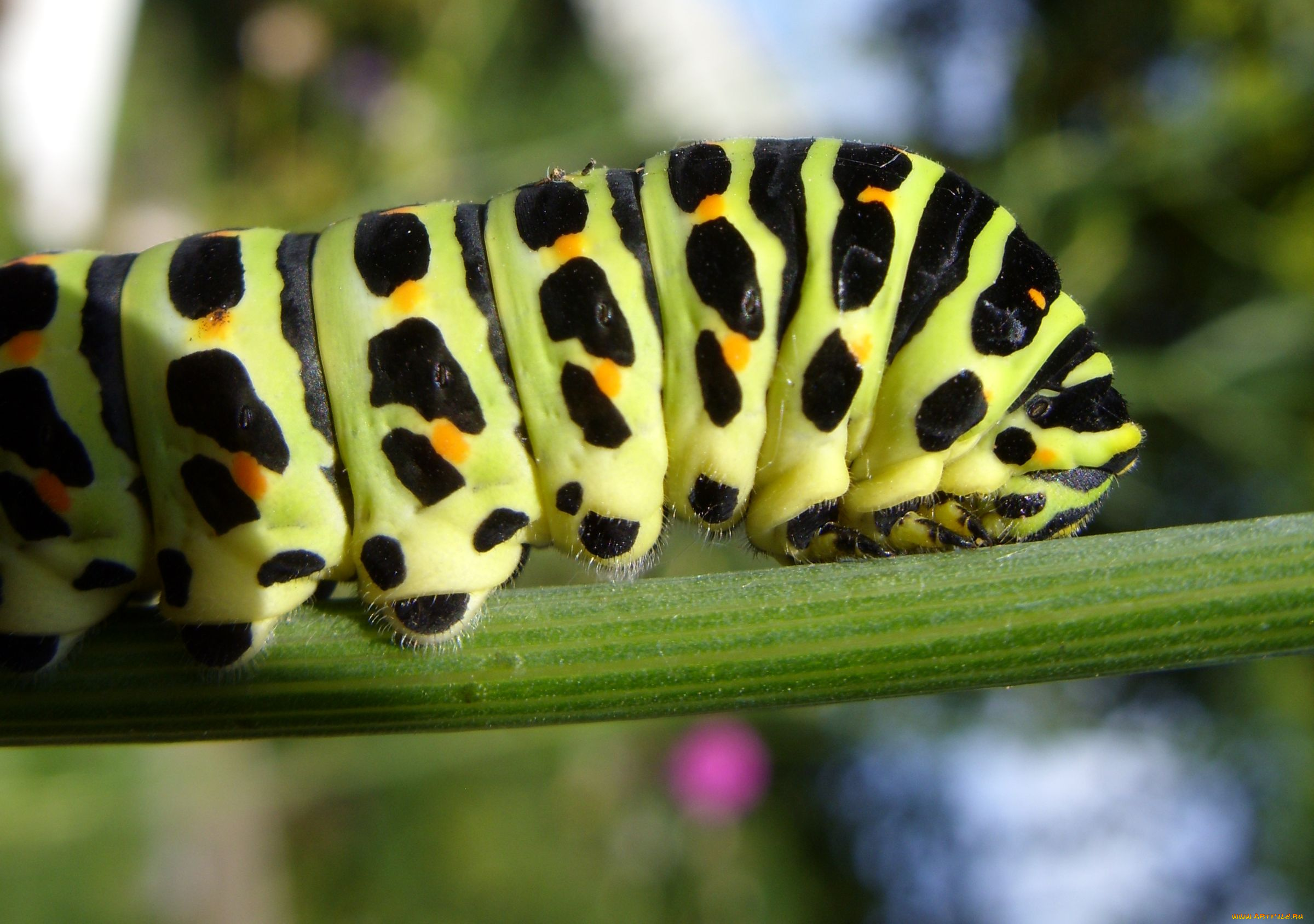 животные, гусеницы