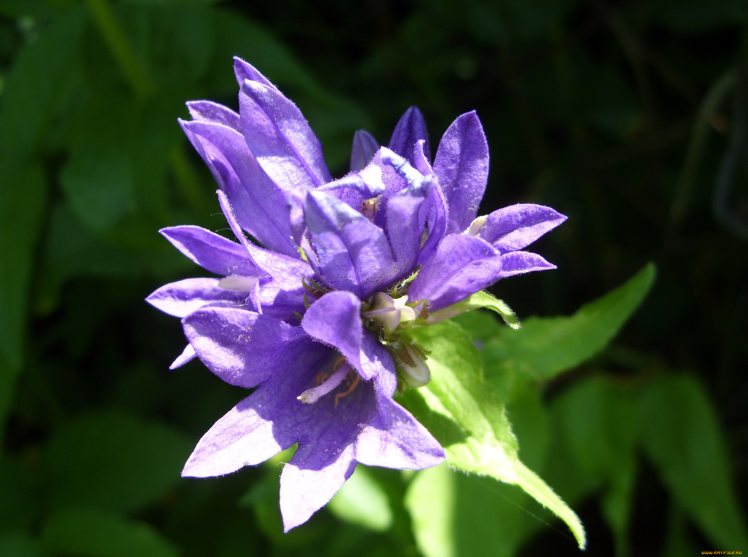 цветы, горечавки