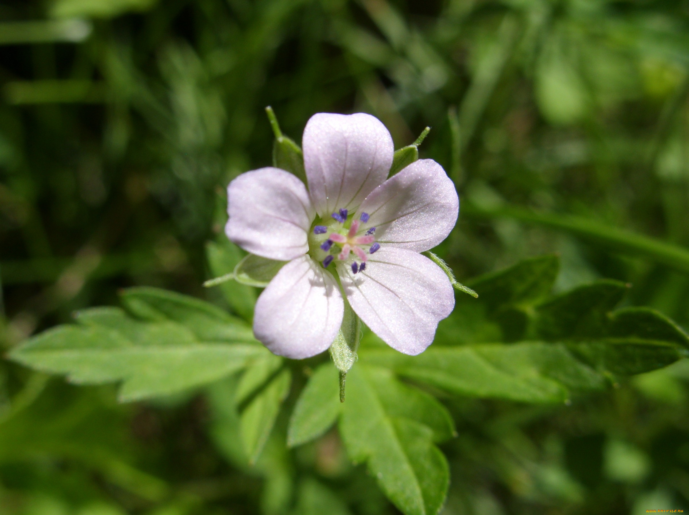 цветы, луговые, полевые