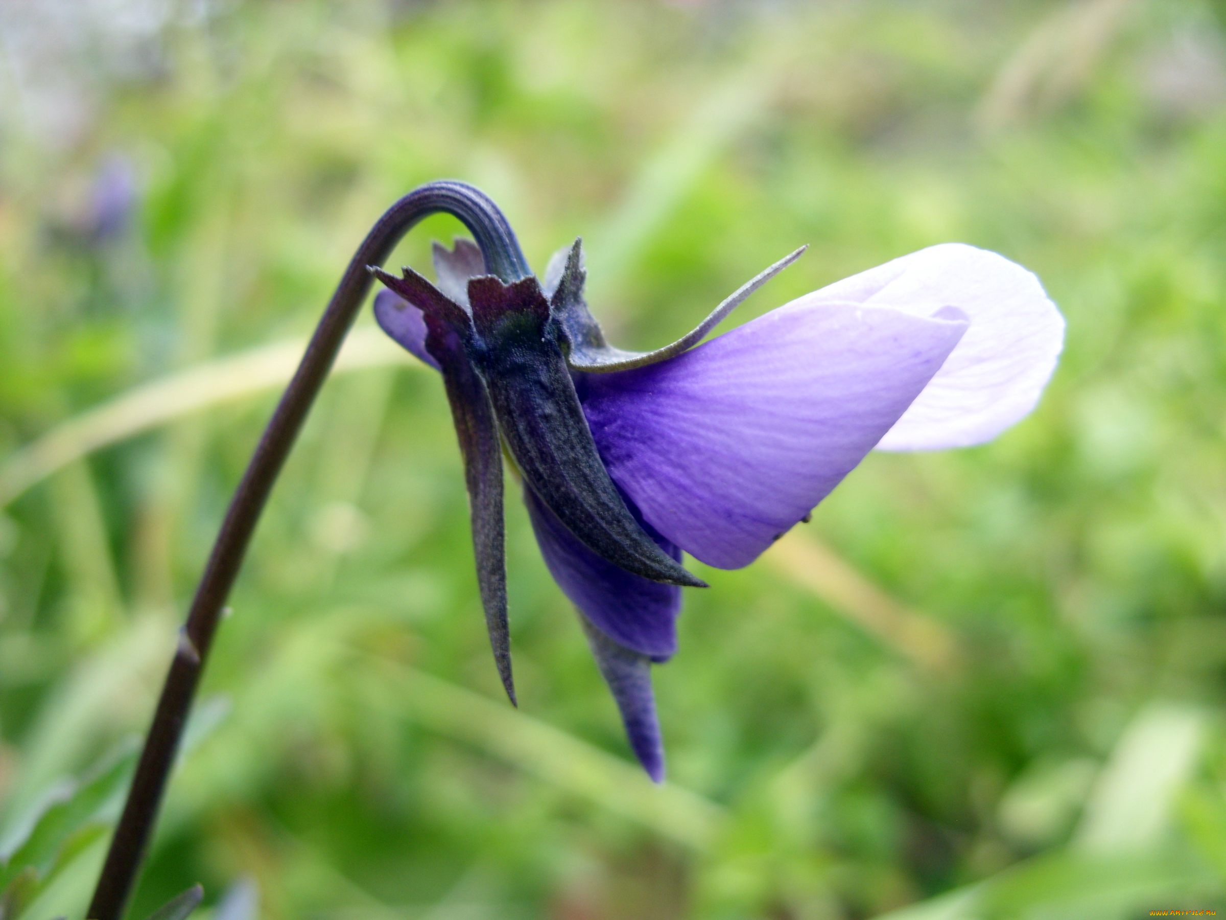 цветы, фиалки