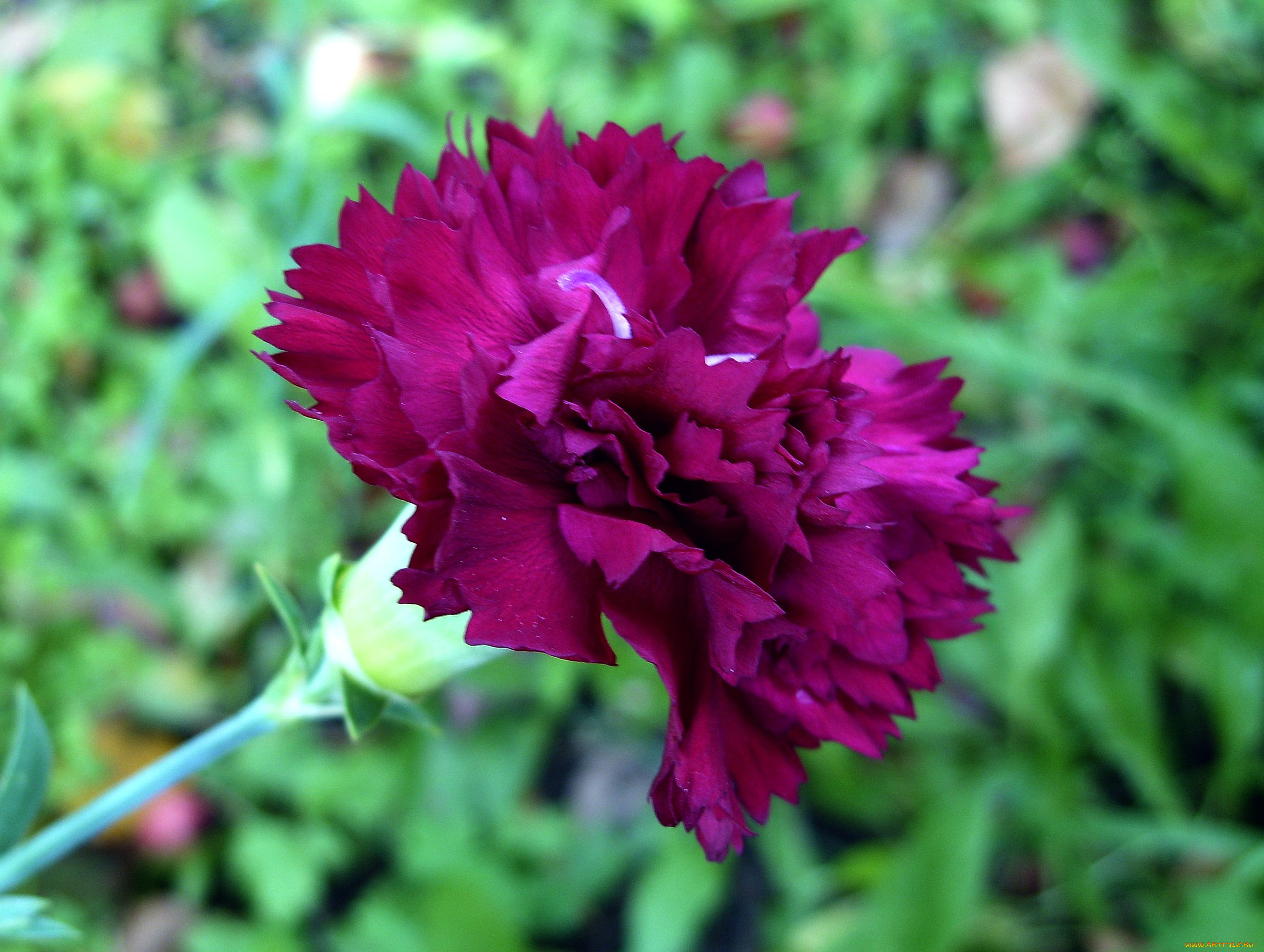 цветы, гвоздики