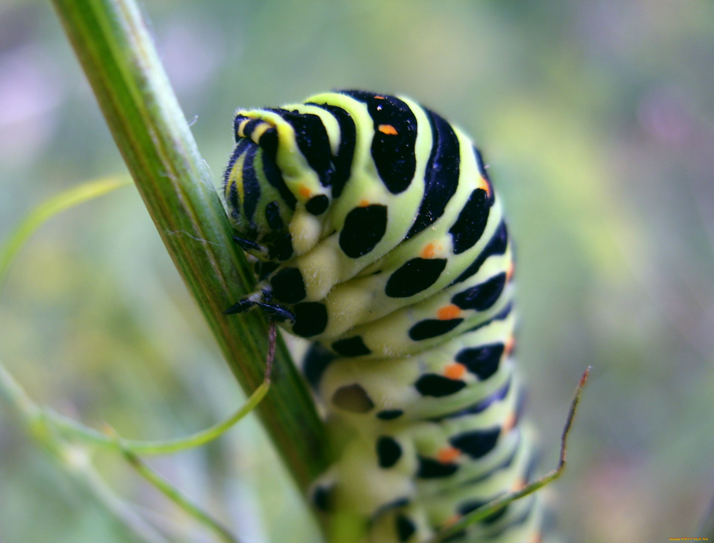 животные, гусеницы