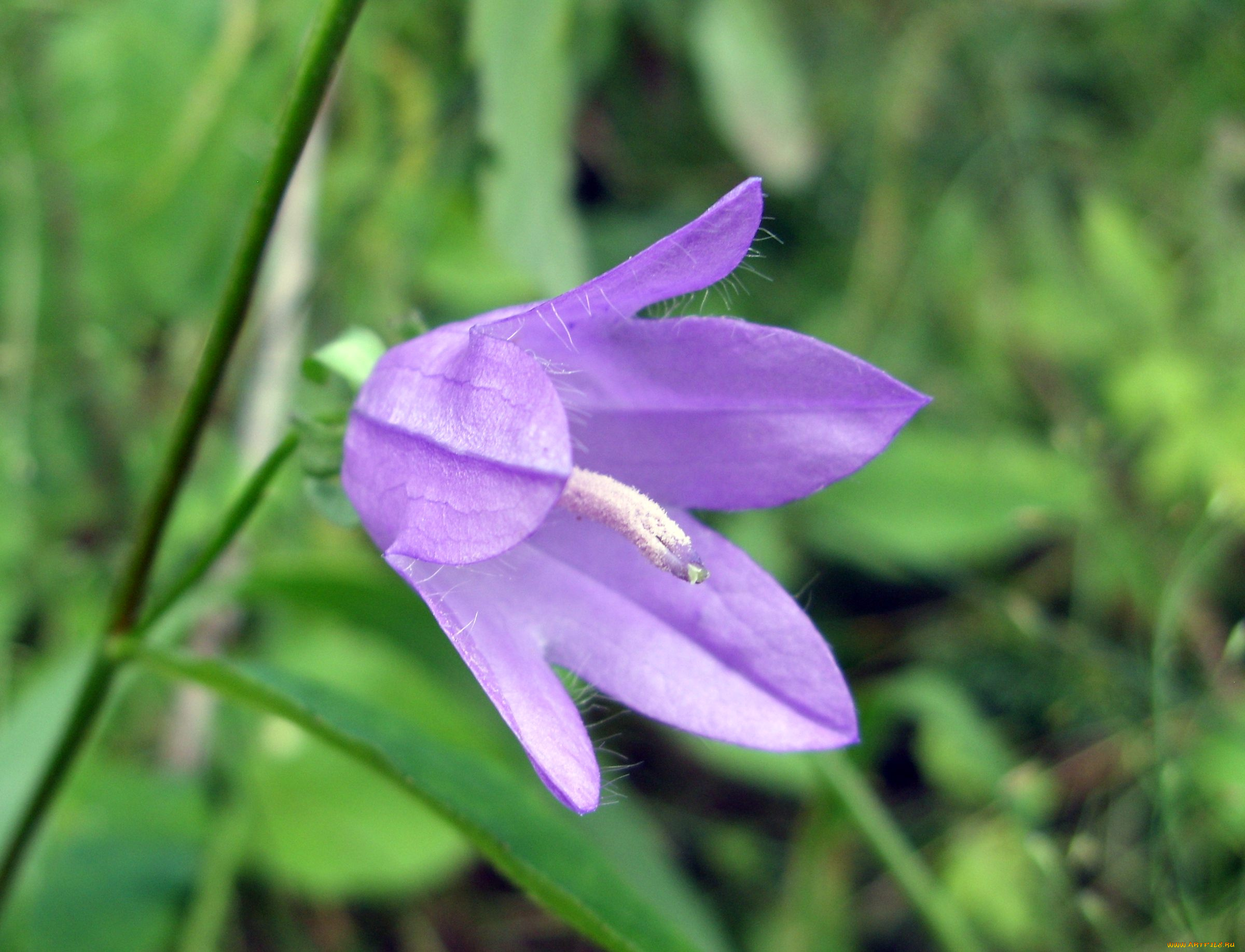 цветы, колокольчики