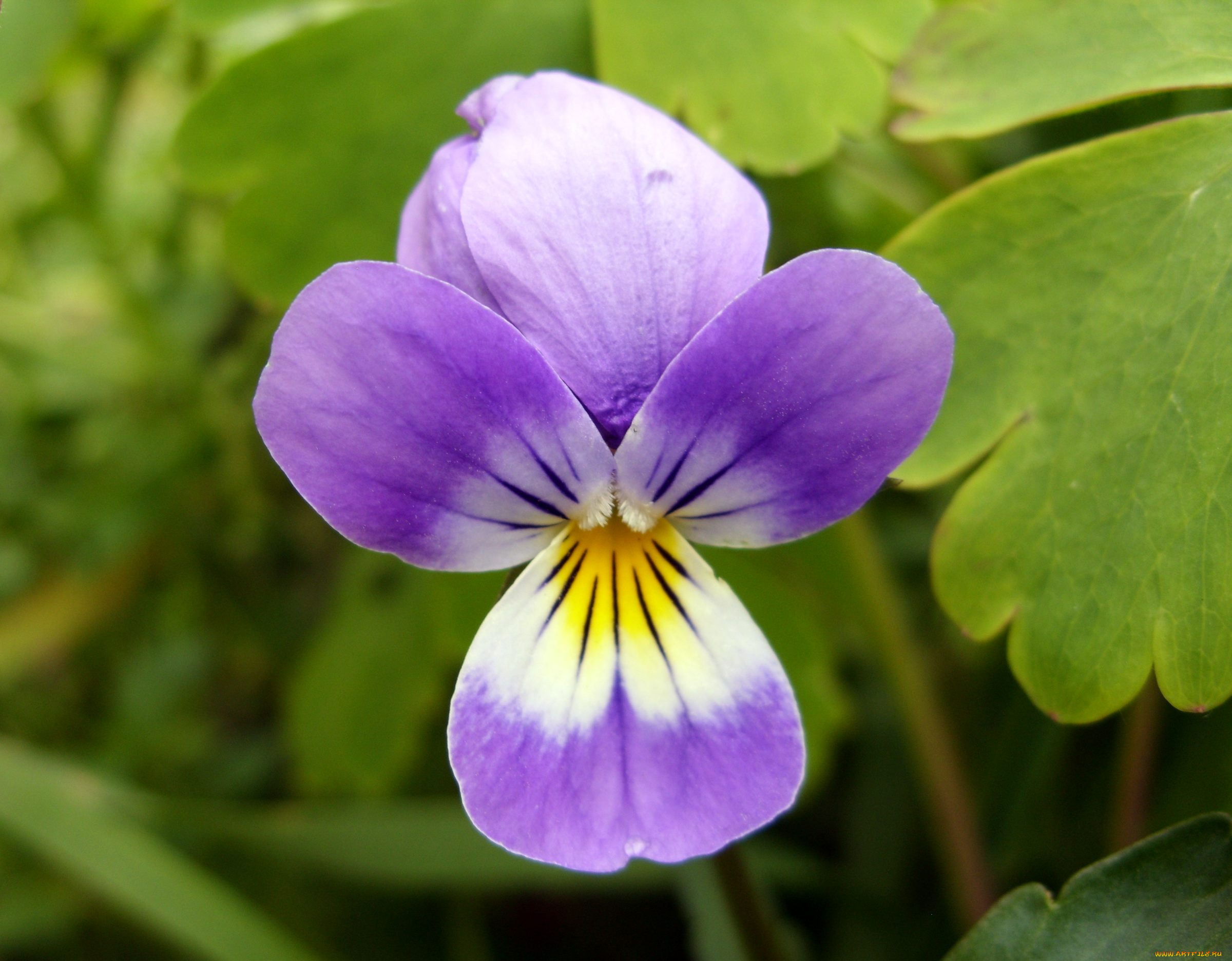 цветы, фиалки