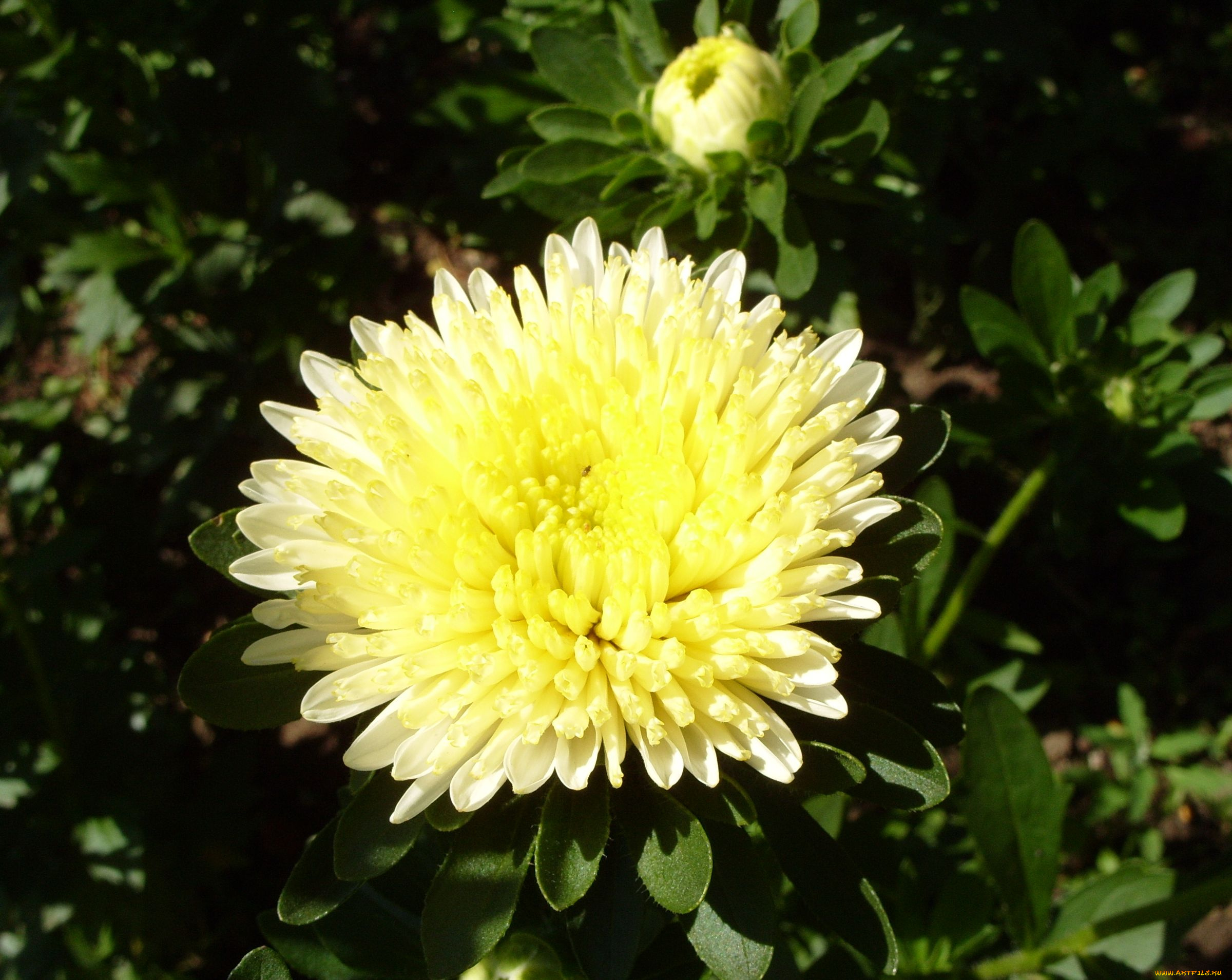 цветы, астры