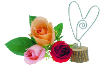 Картинка цветы розы