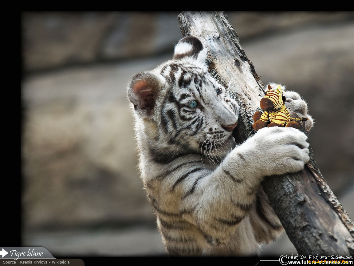 животные, тигры