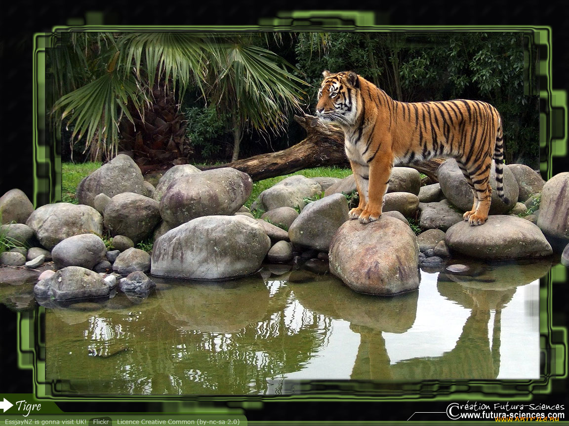 животные, тигры