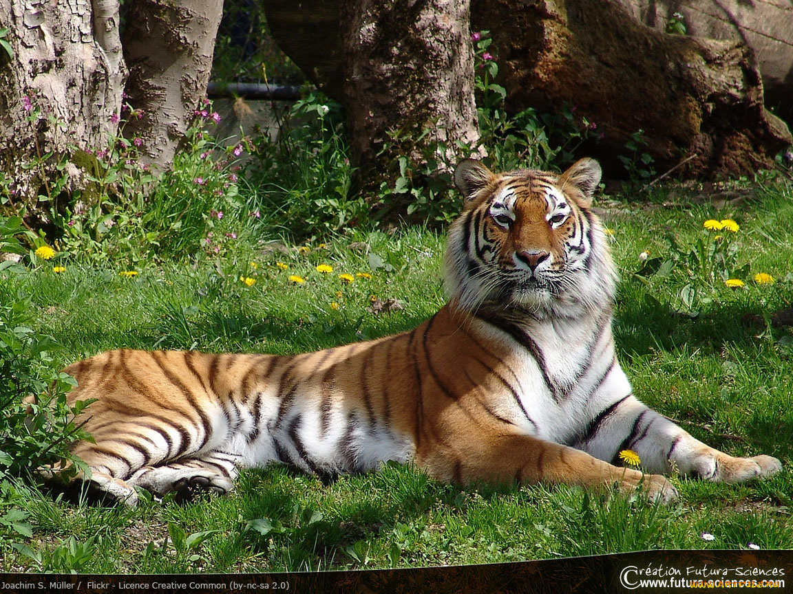 животные, тигры