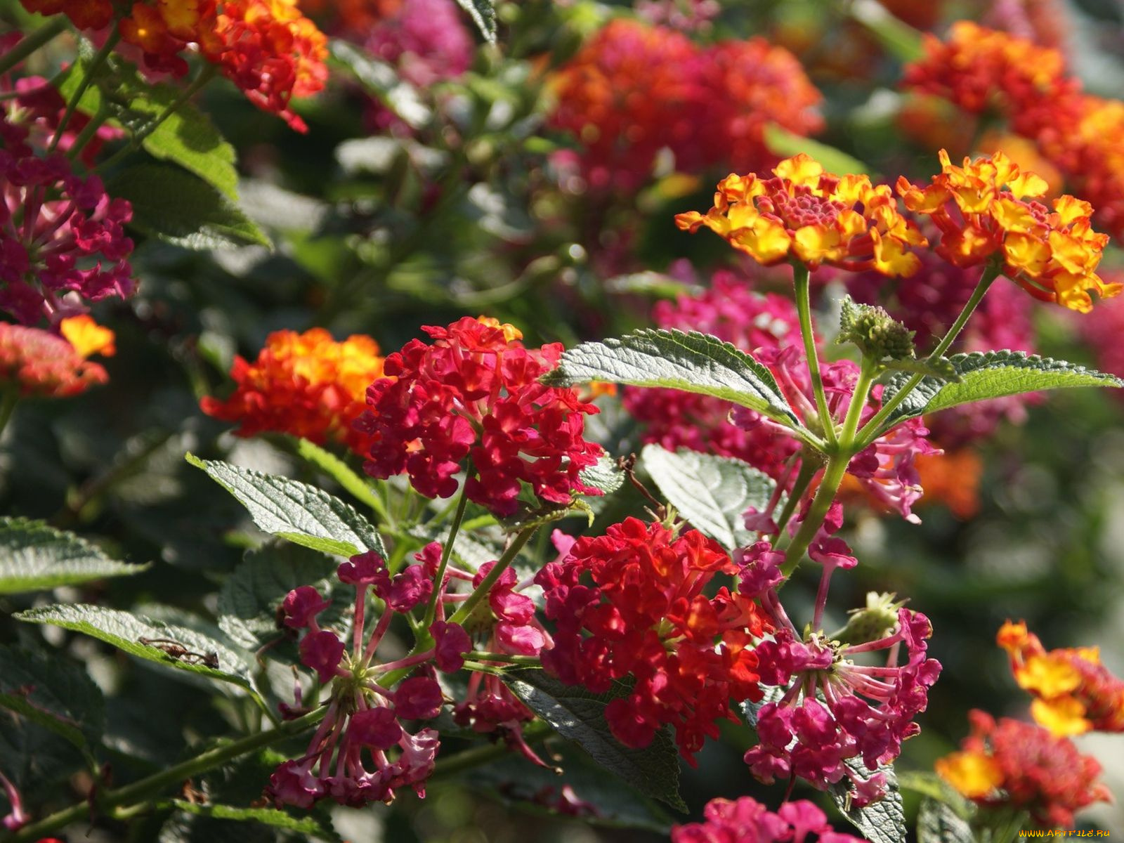 цветы, лантана, вербена