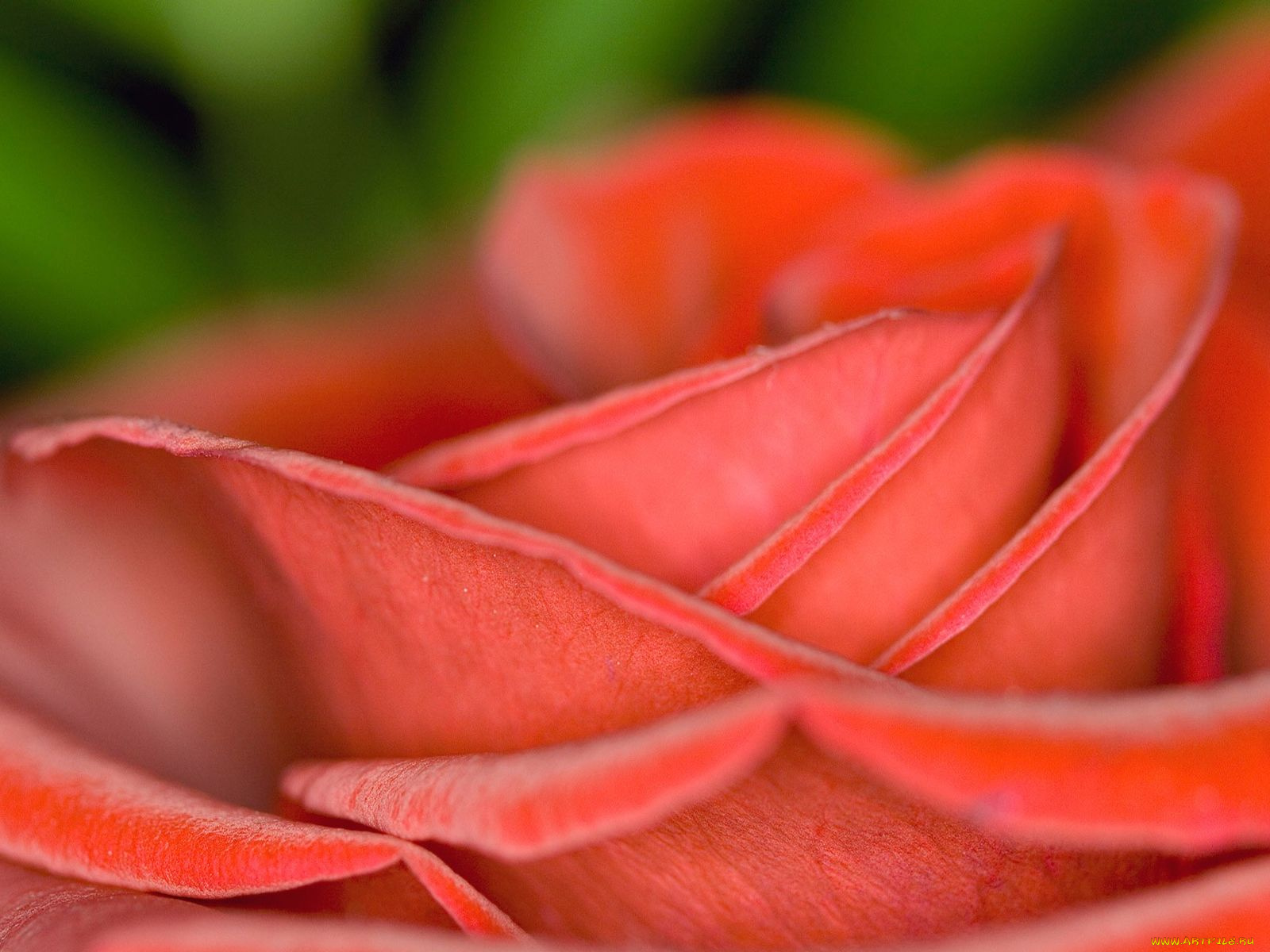 цветы, розы