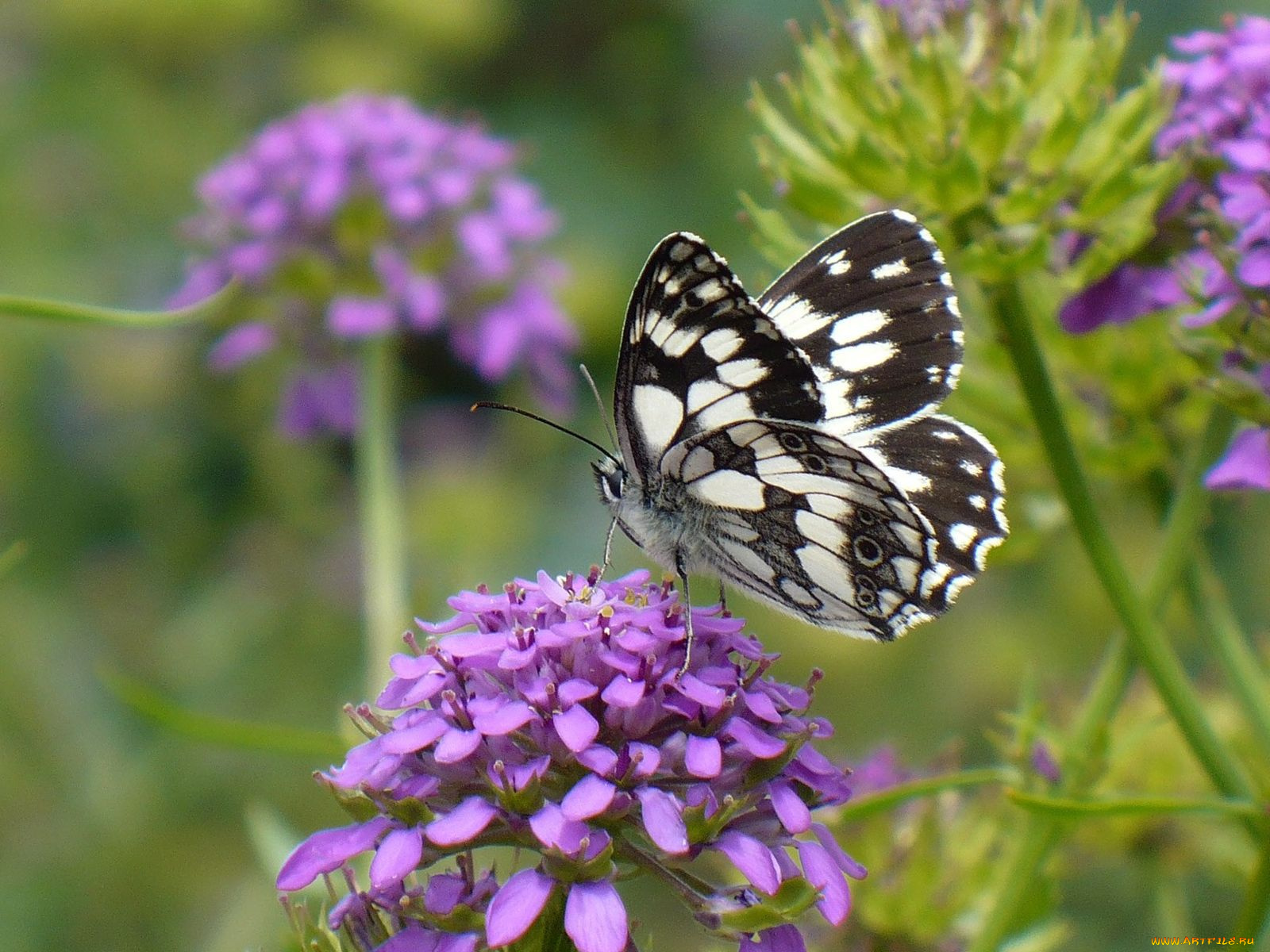 животные, бабочки