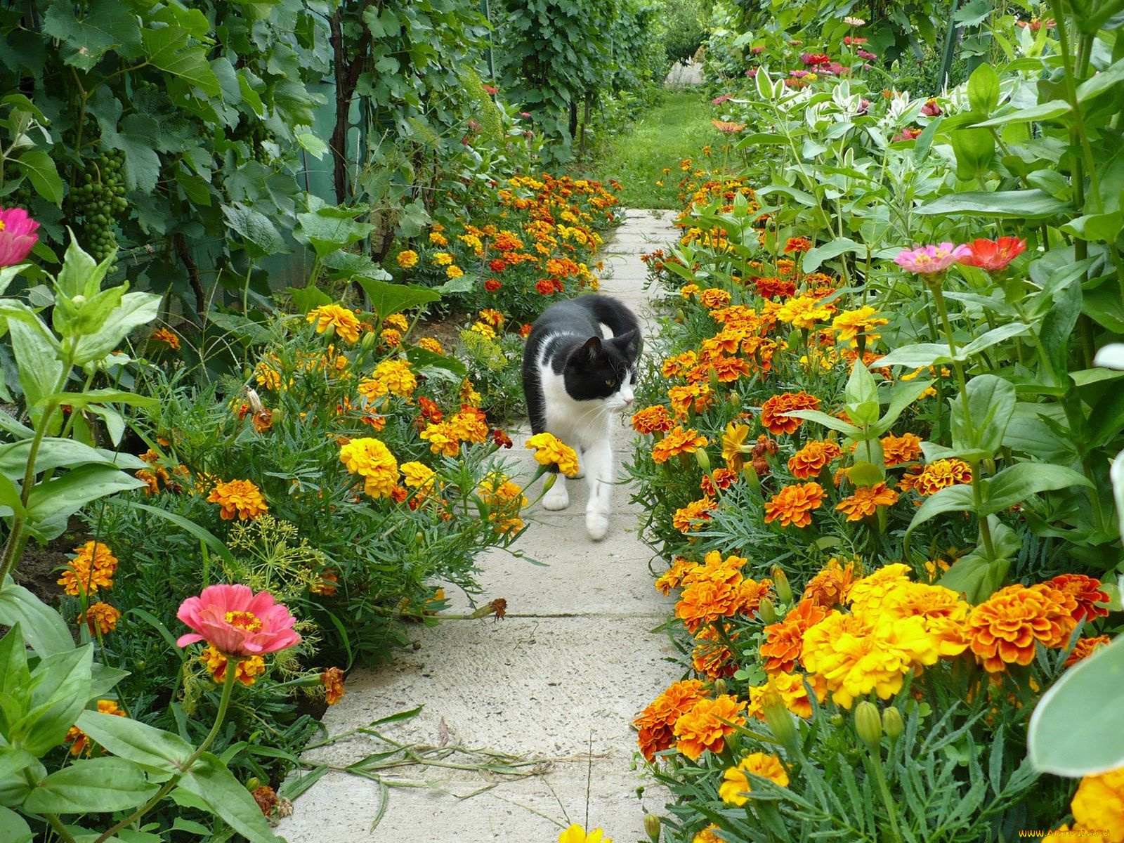 животные, коты