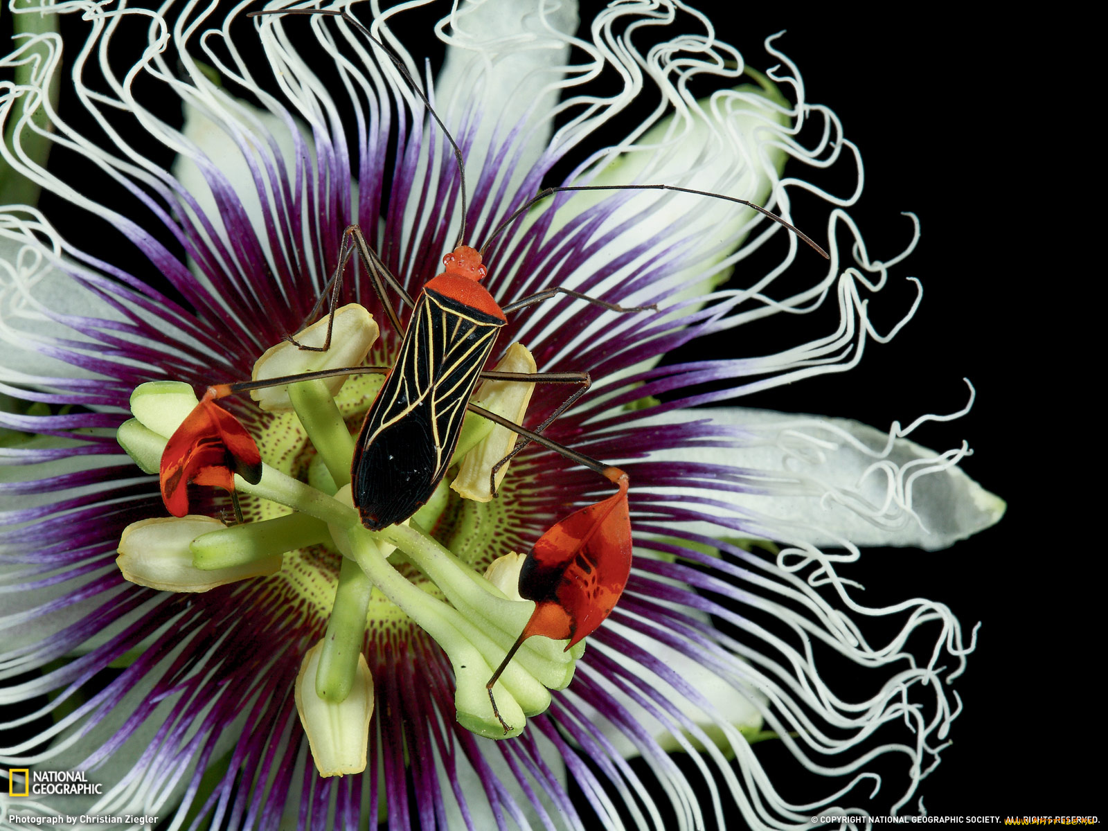 животные, насекомые