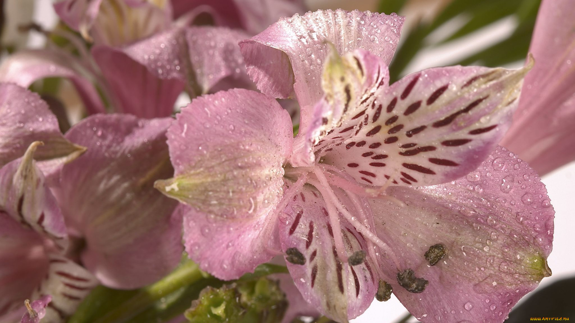 цветы, альстромерия