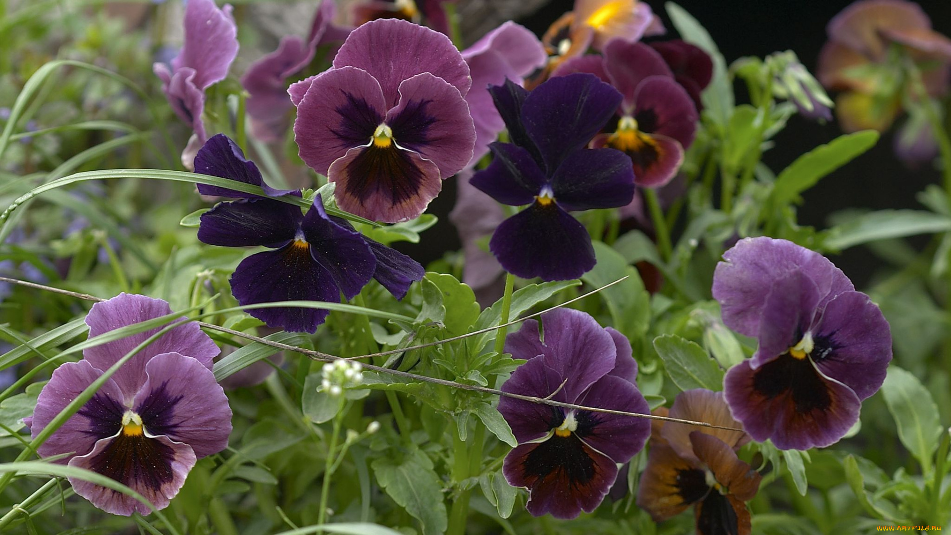 цветы, анютины, глазки, садовые, фиалки