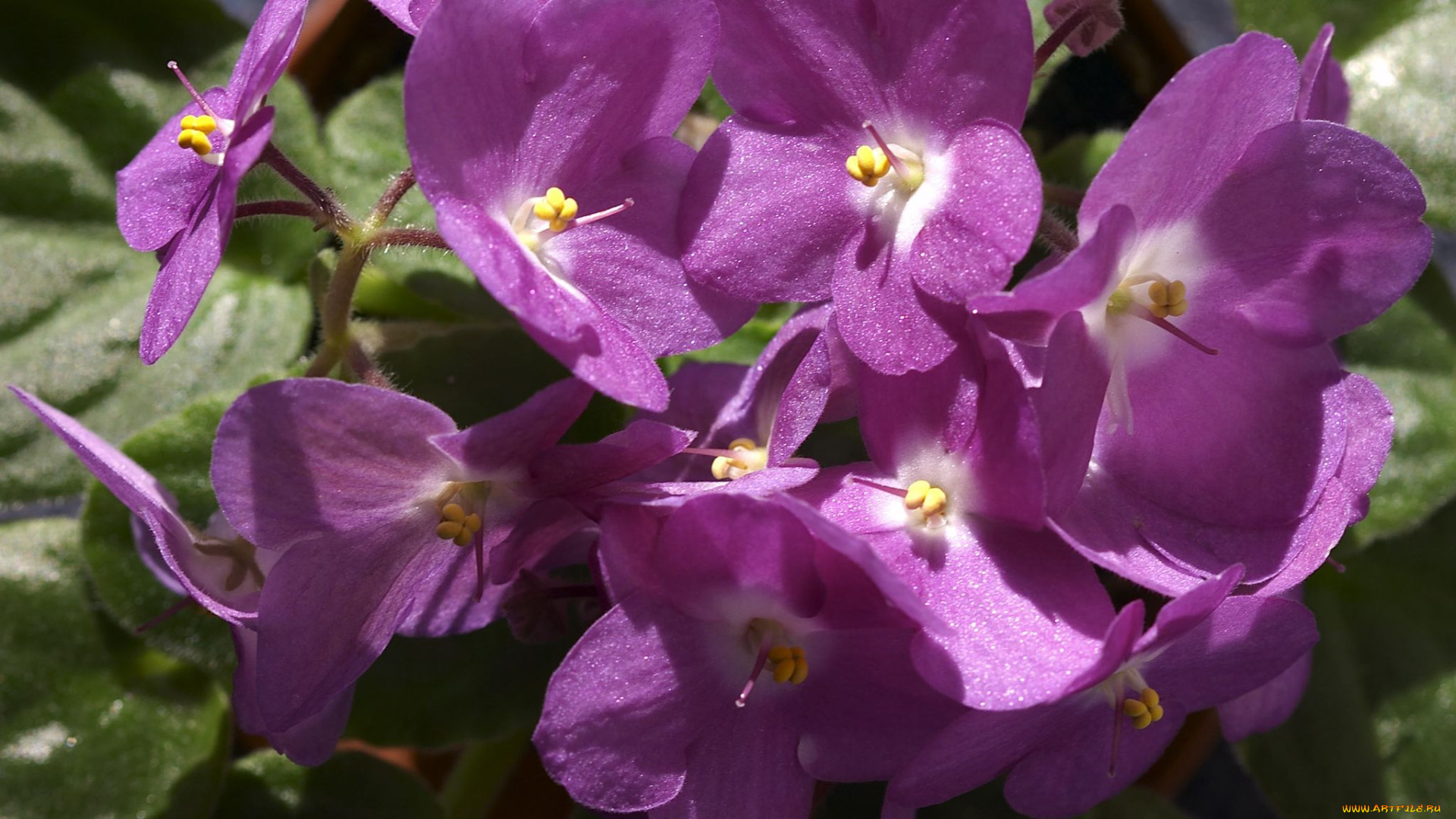 цветы, фиалки