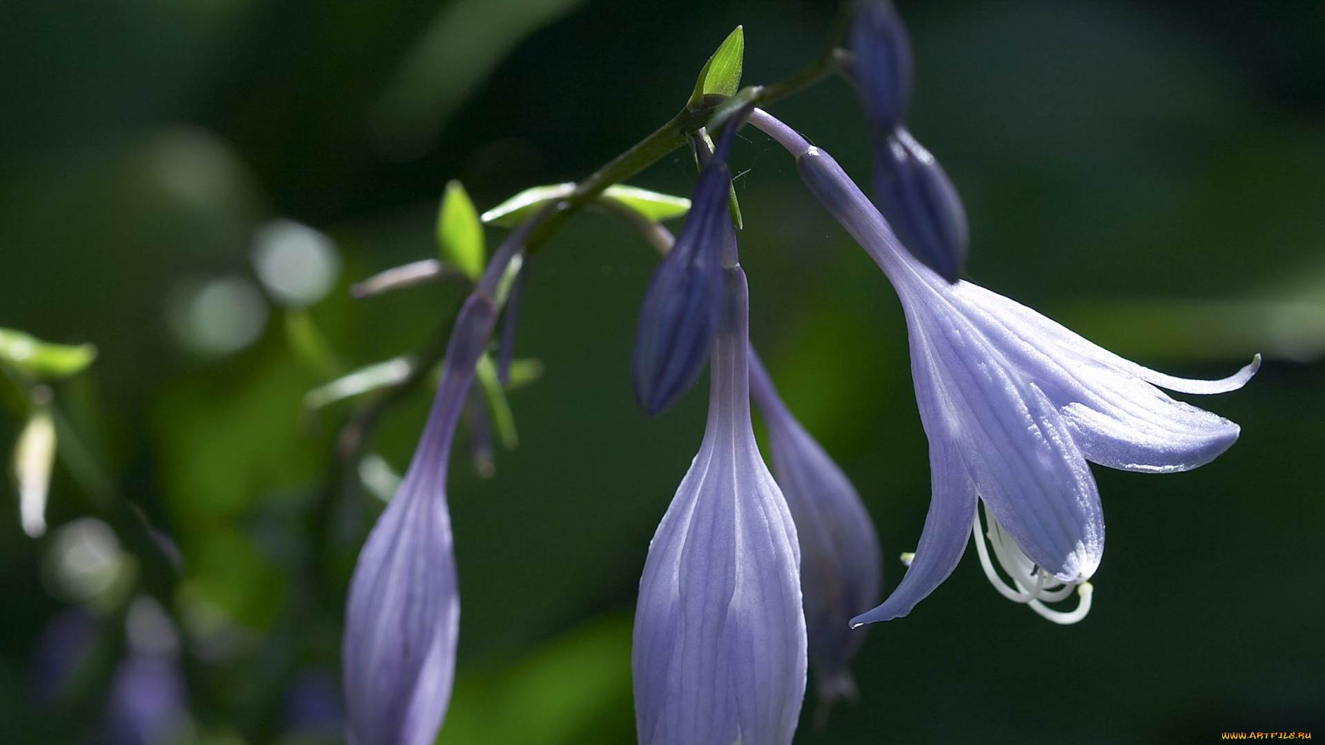 цветы, хоста