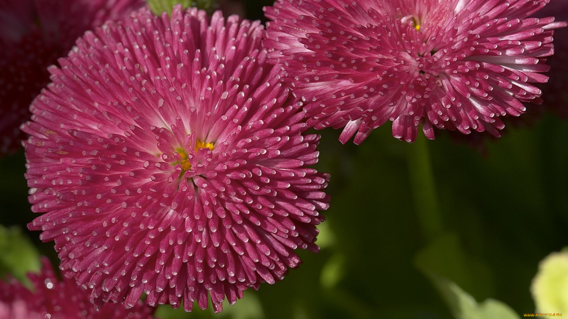 цветы, маргаритки