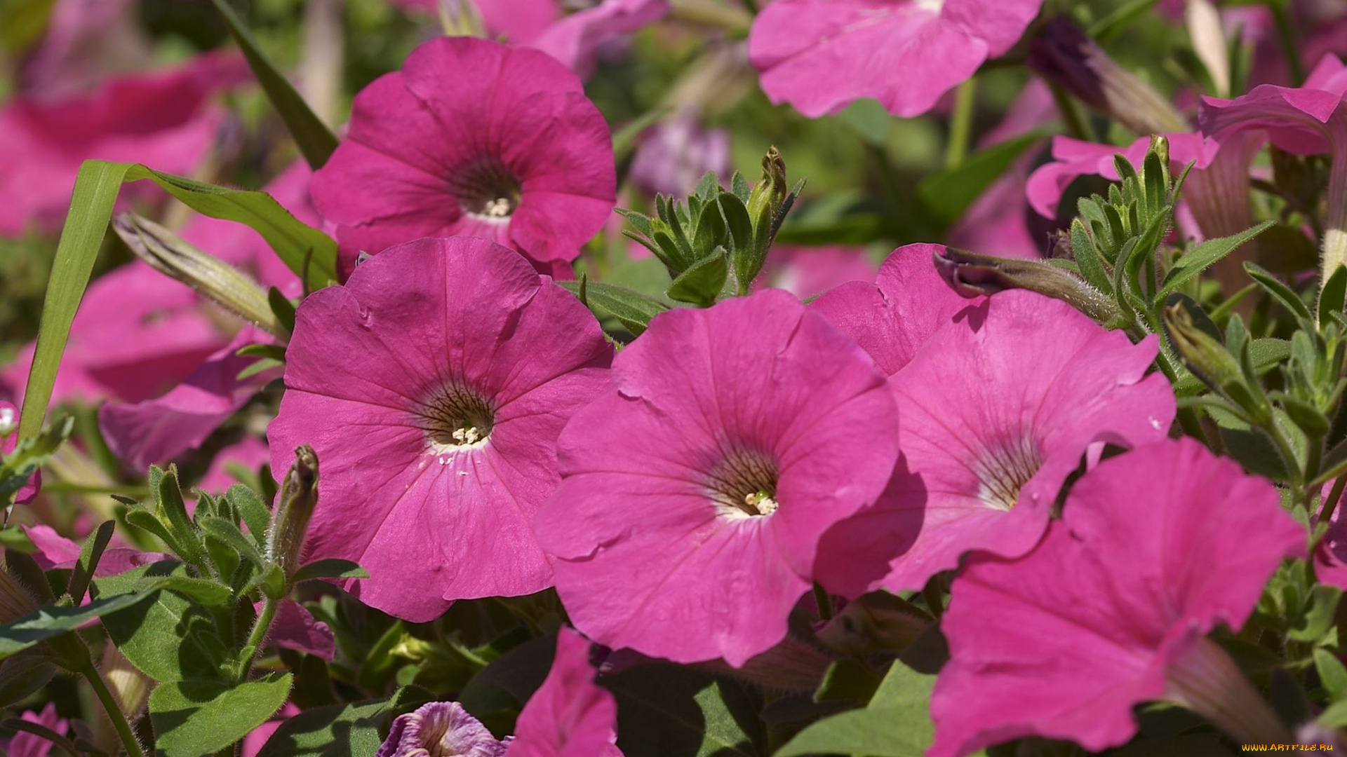 цветы, петунии, калибрахоа