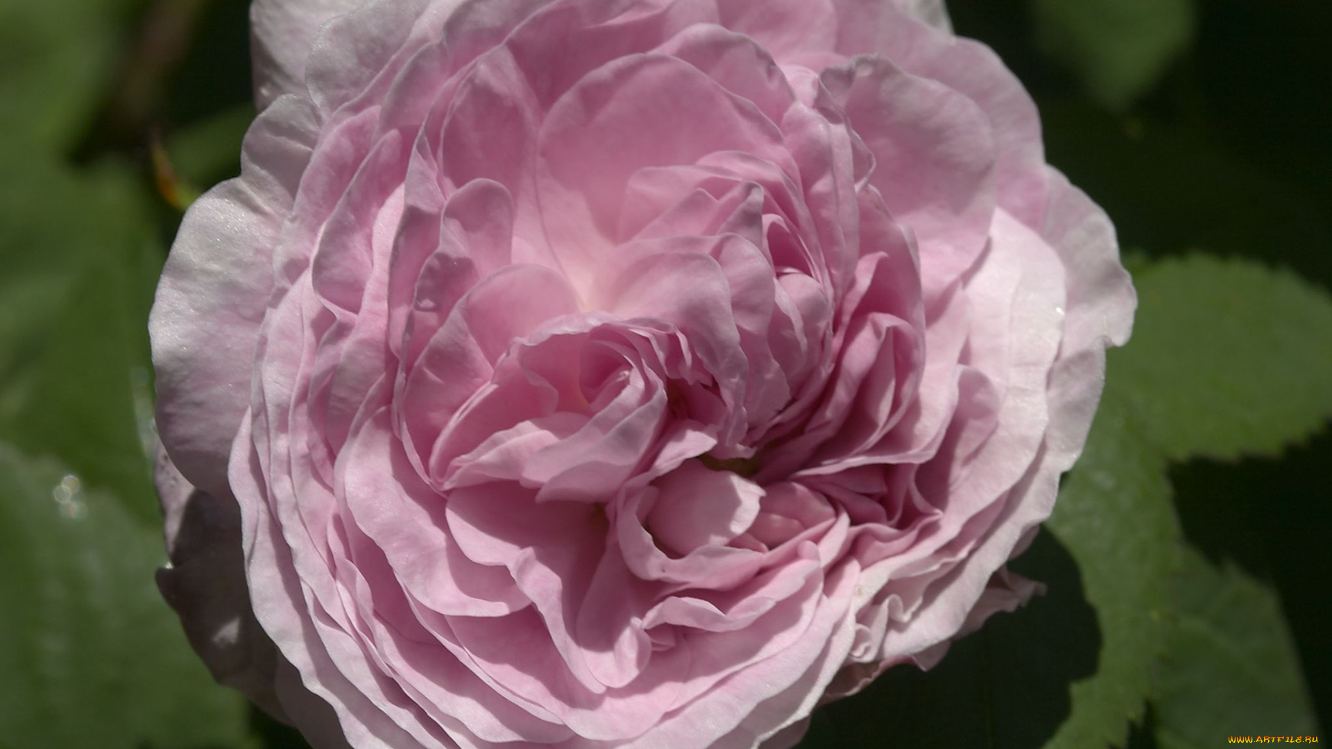 цветы, розы