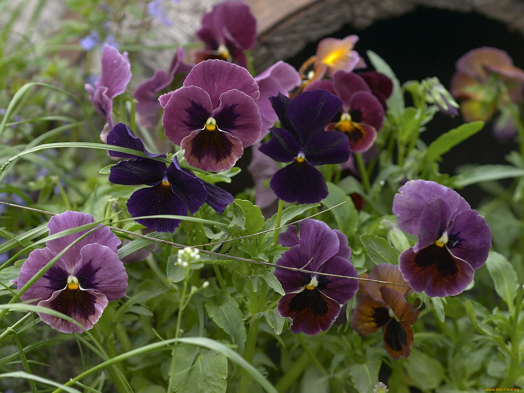 цветы, анютины, глазки, садовые, фиалки