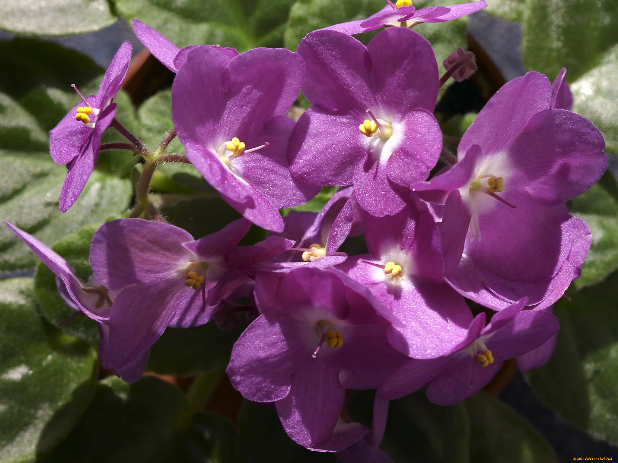 цветы, фиалки