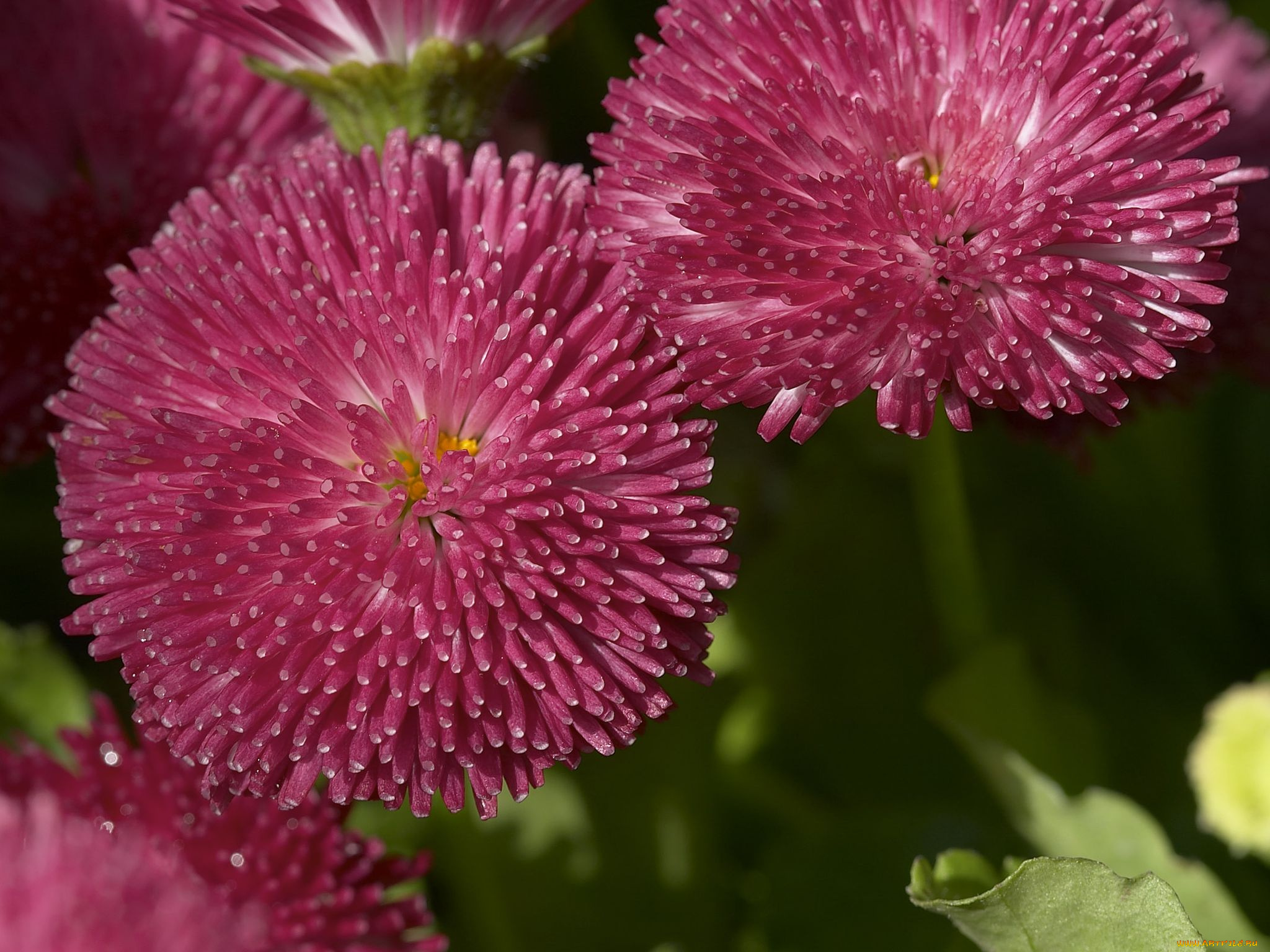 цветы, маргаритки