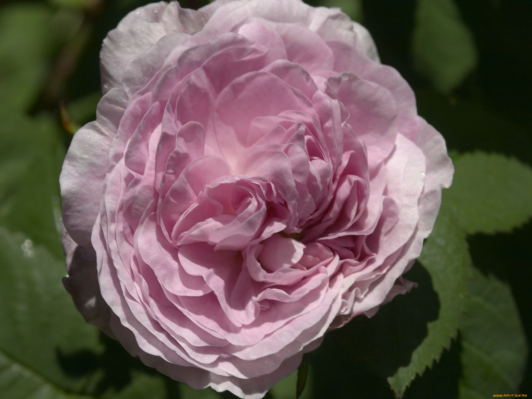 цветы, розы