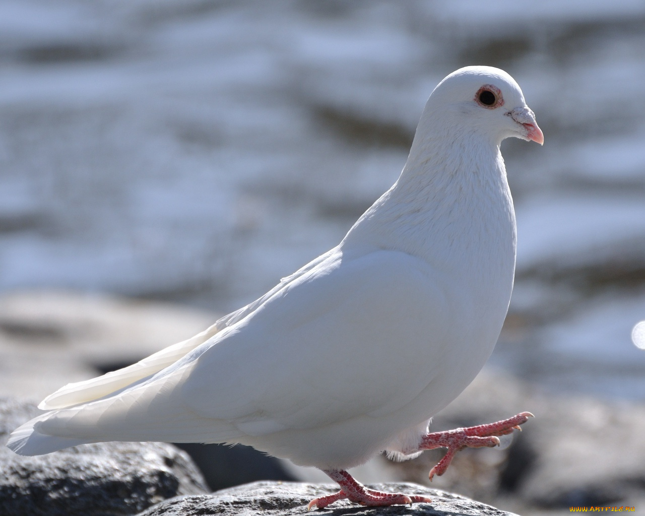 животные, голуби