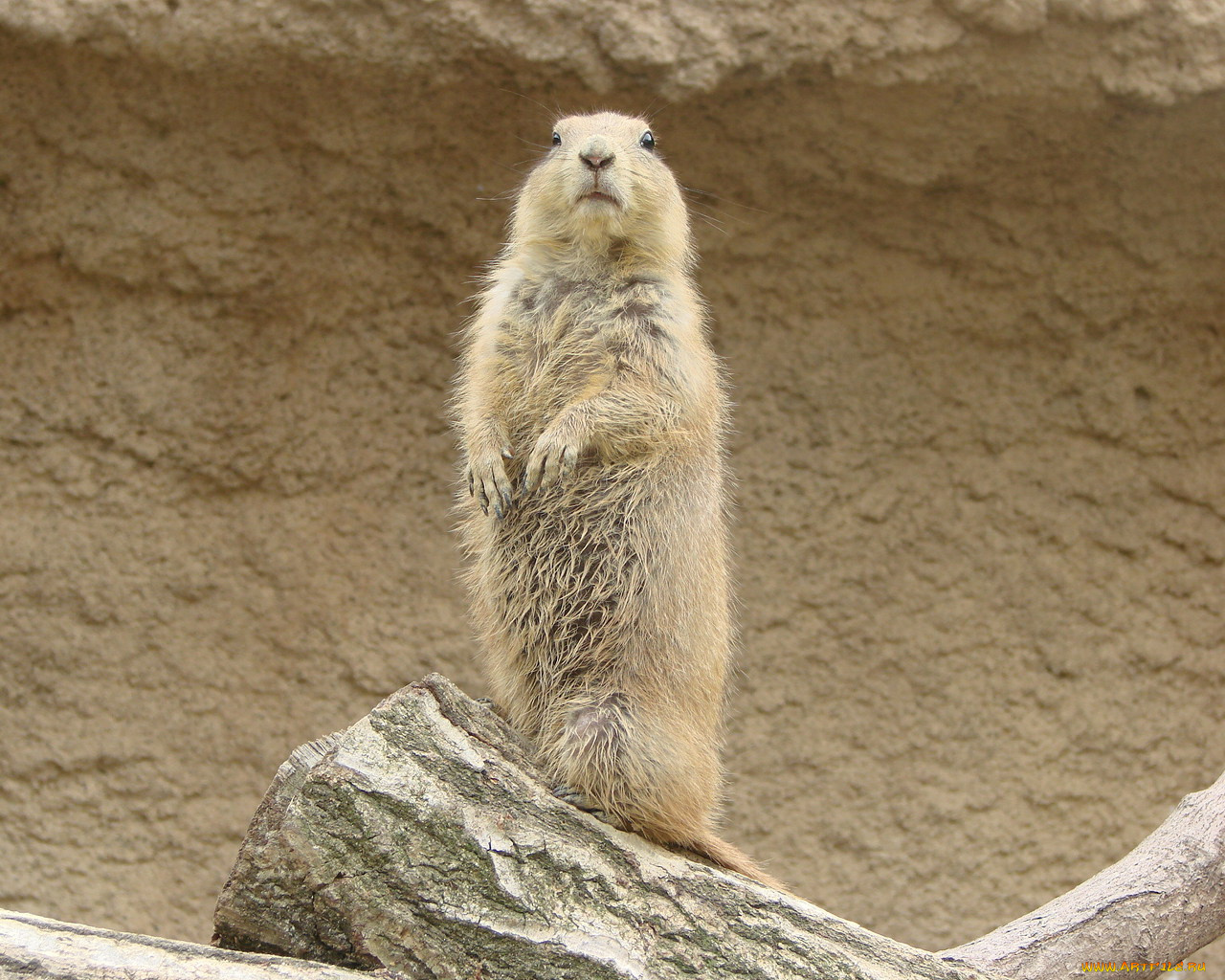 животные, суслики, сурки