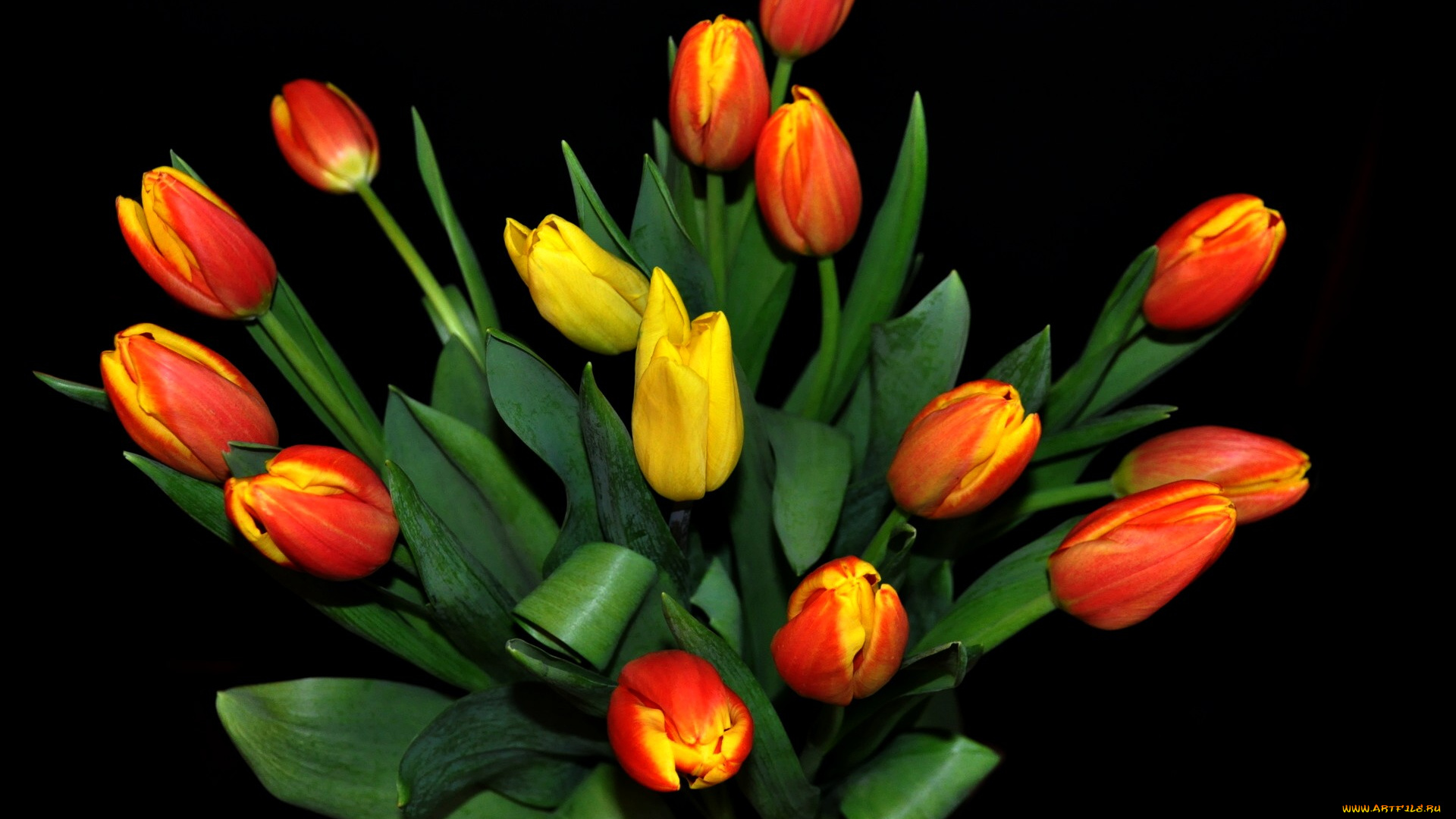 цветы, тюльпаны