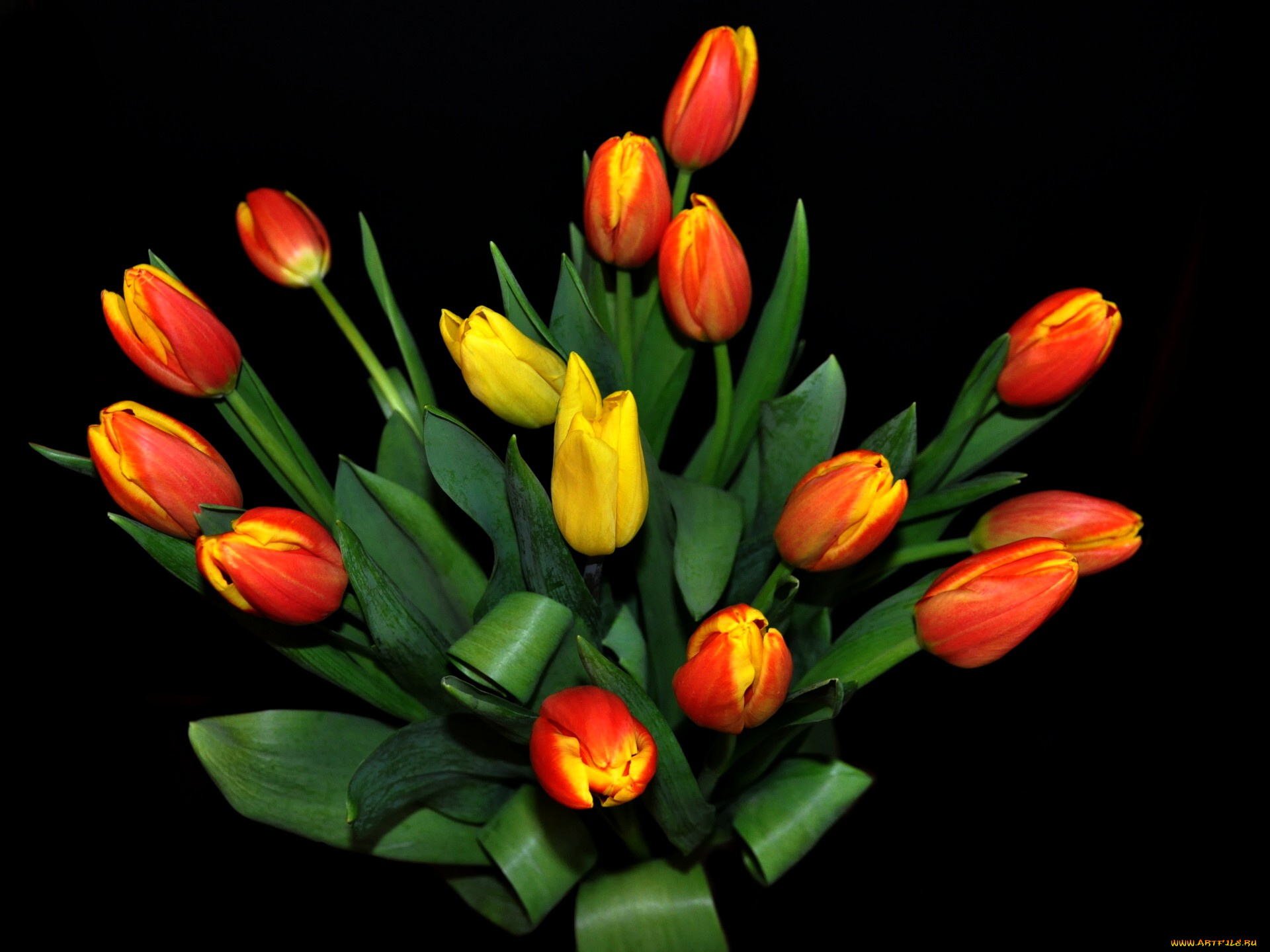 цветы, тюльпаны